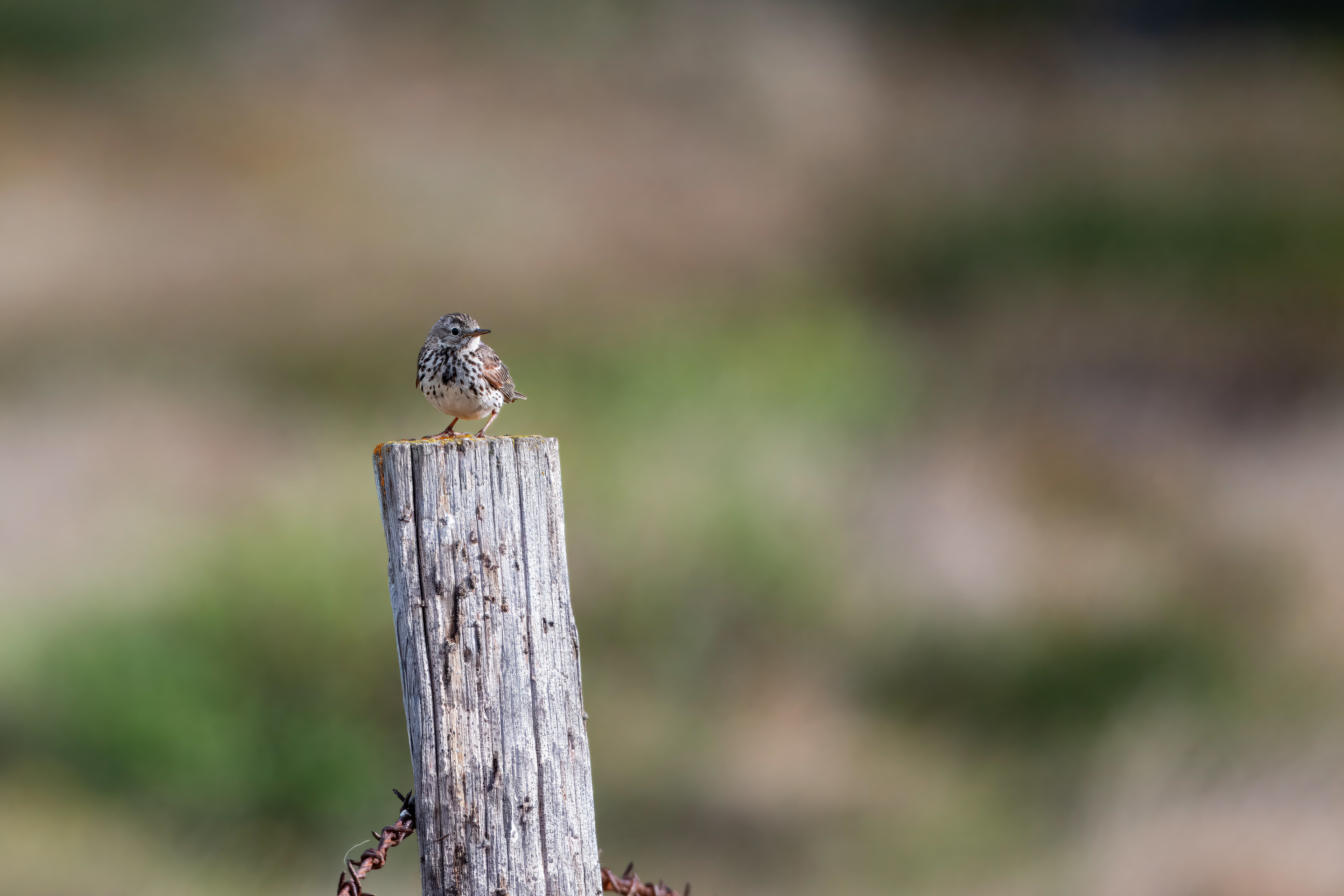 Meadow Pipit