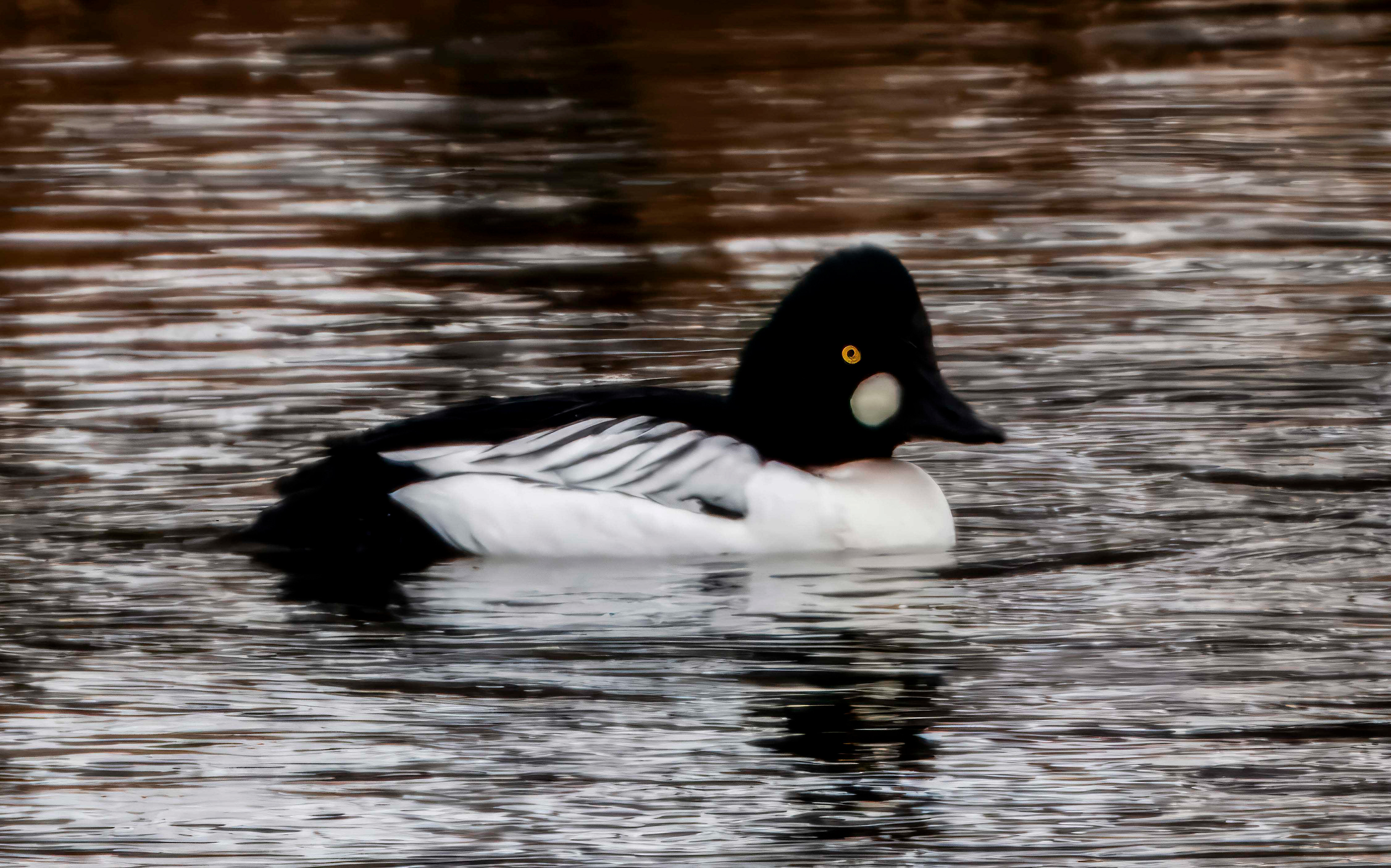 Common Goldeneye