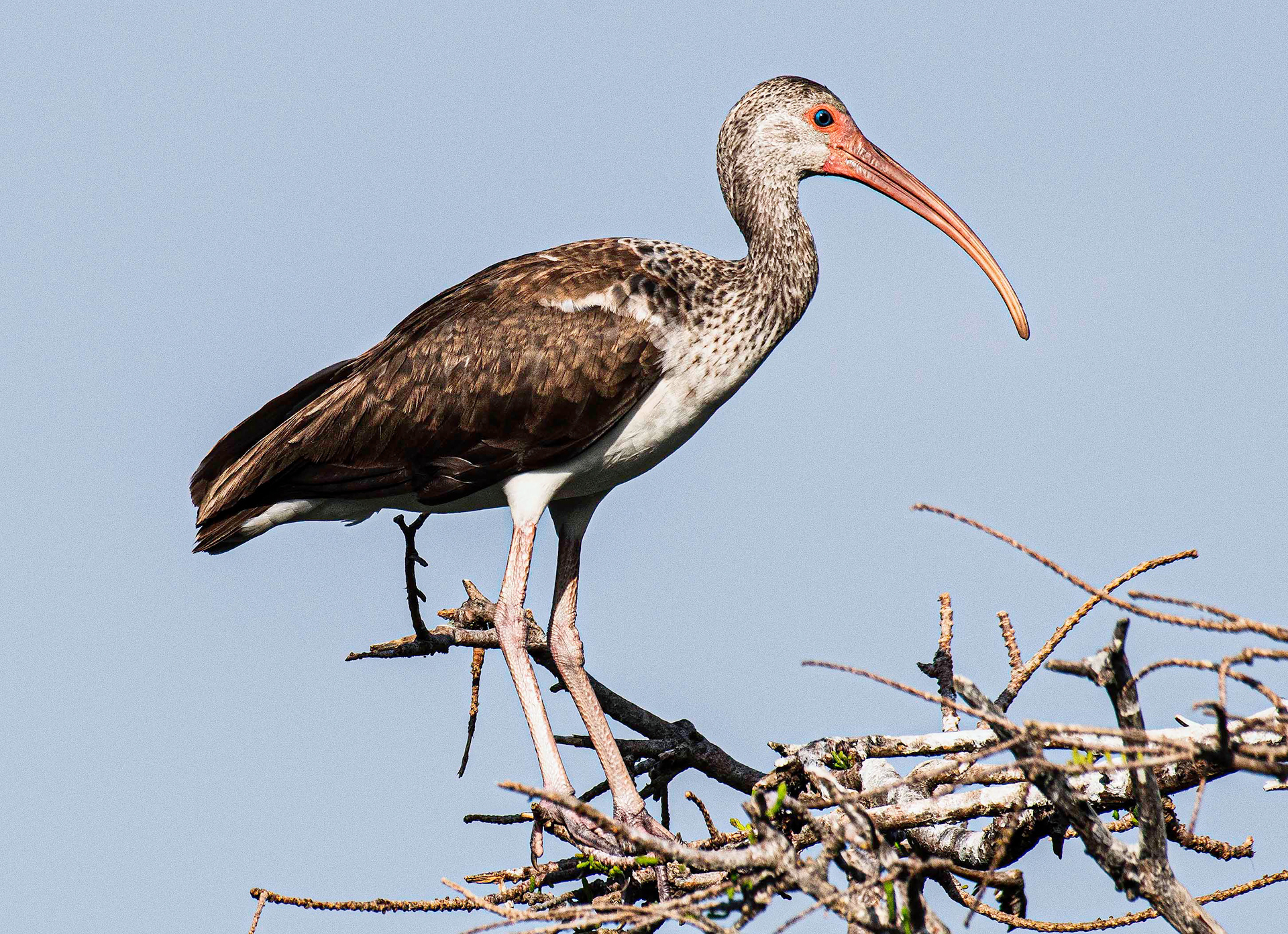 Juvenile White Ibis