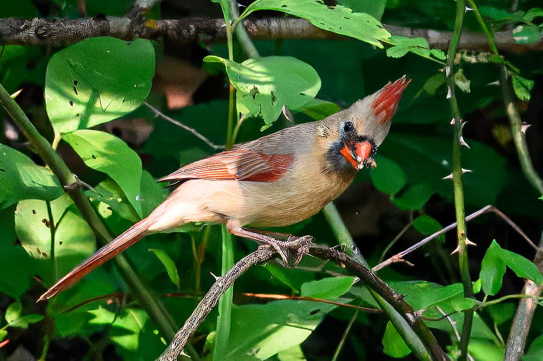 Northern Cardinal Female