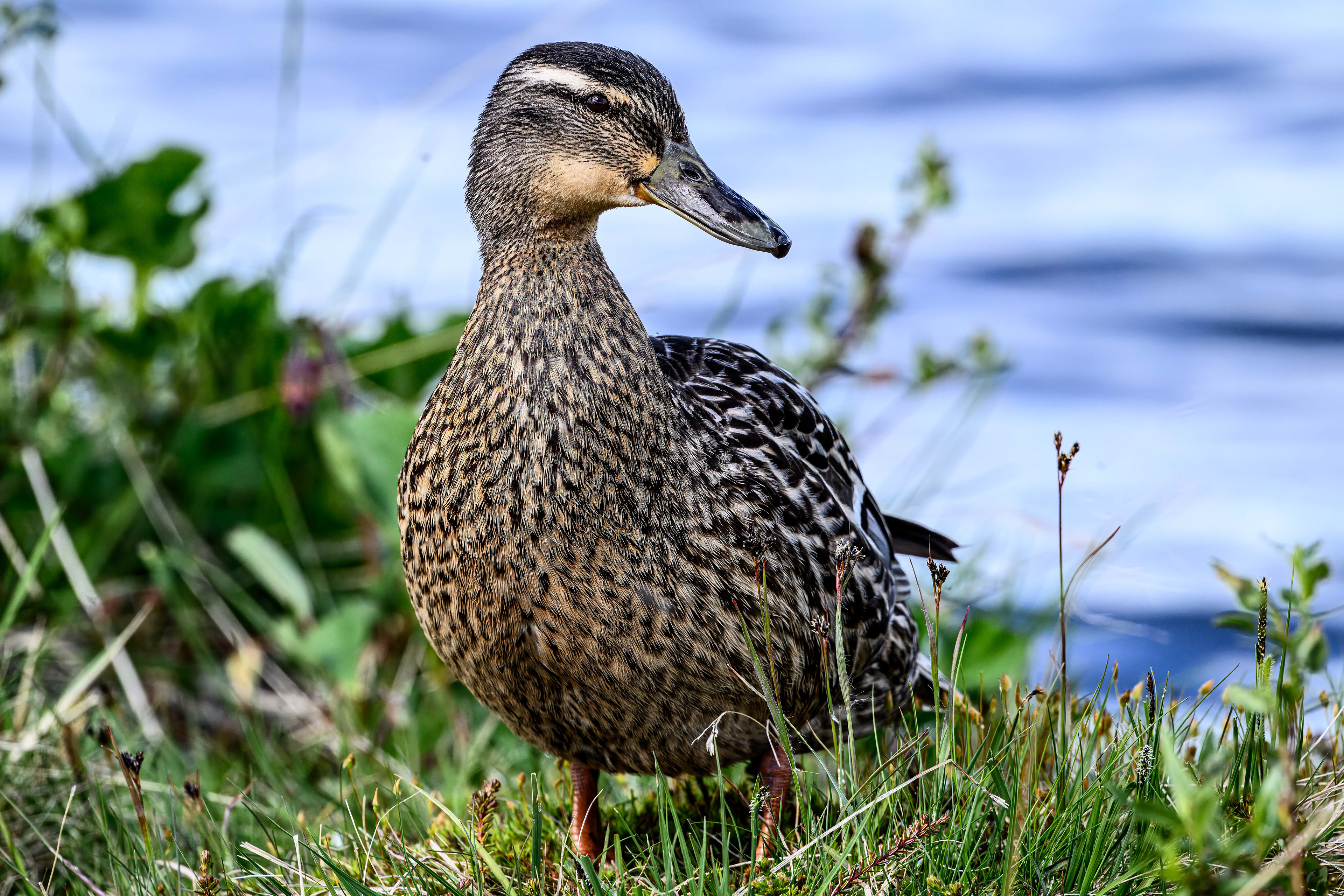 Mallard Female