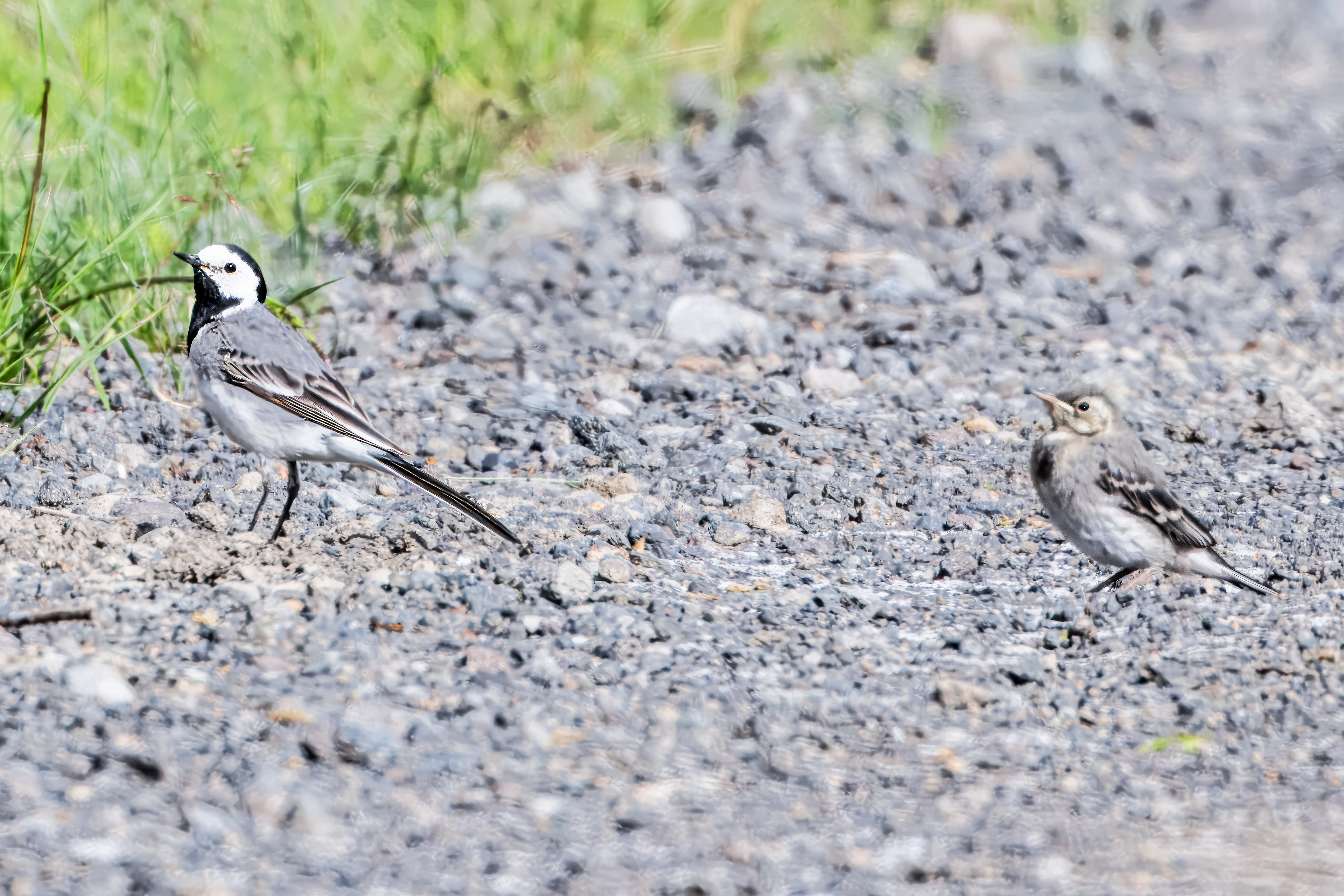 White Wagtail & Chick