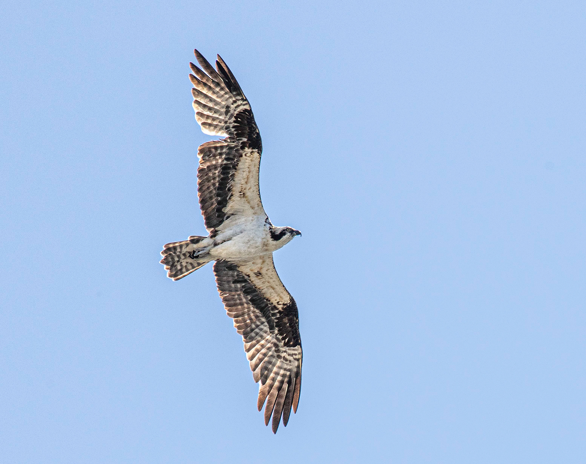 Osprey