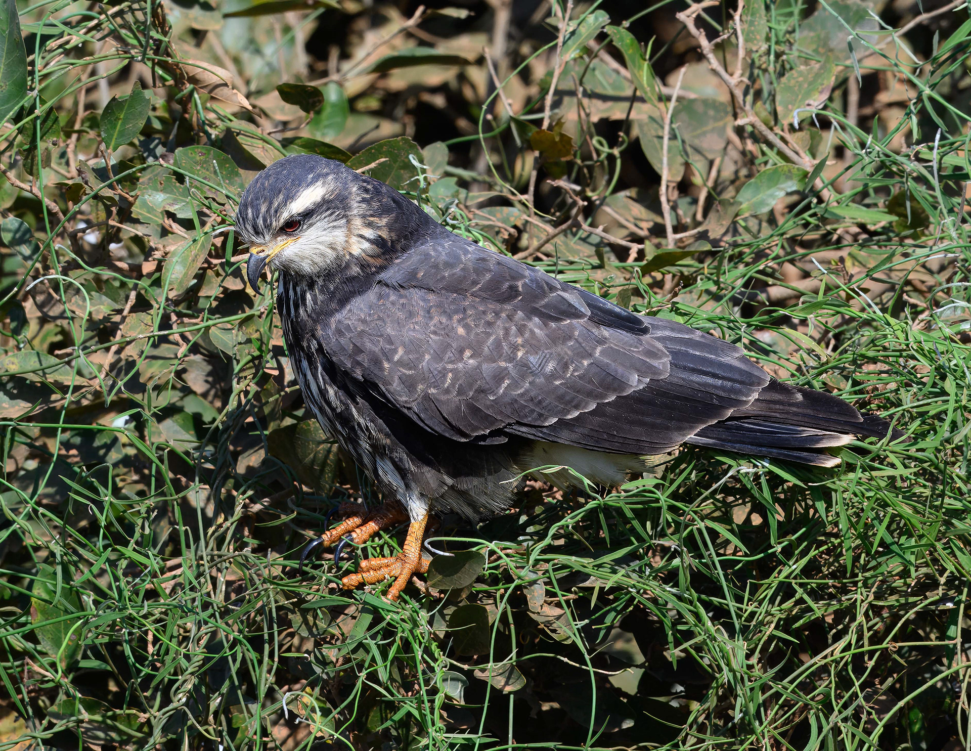 Juvenile Snail Kite??