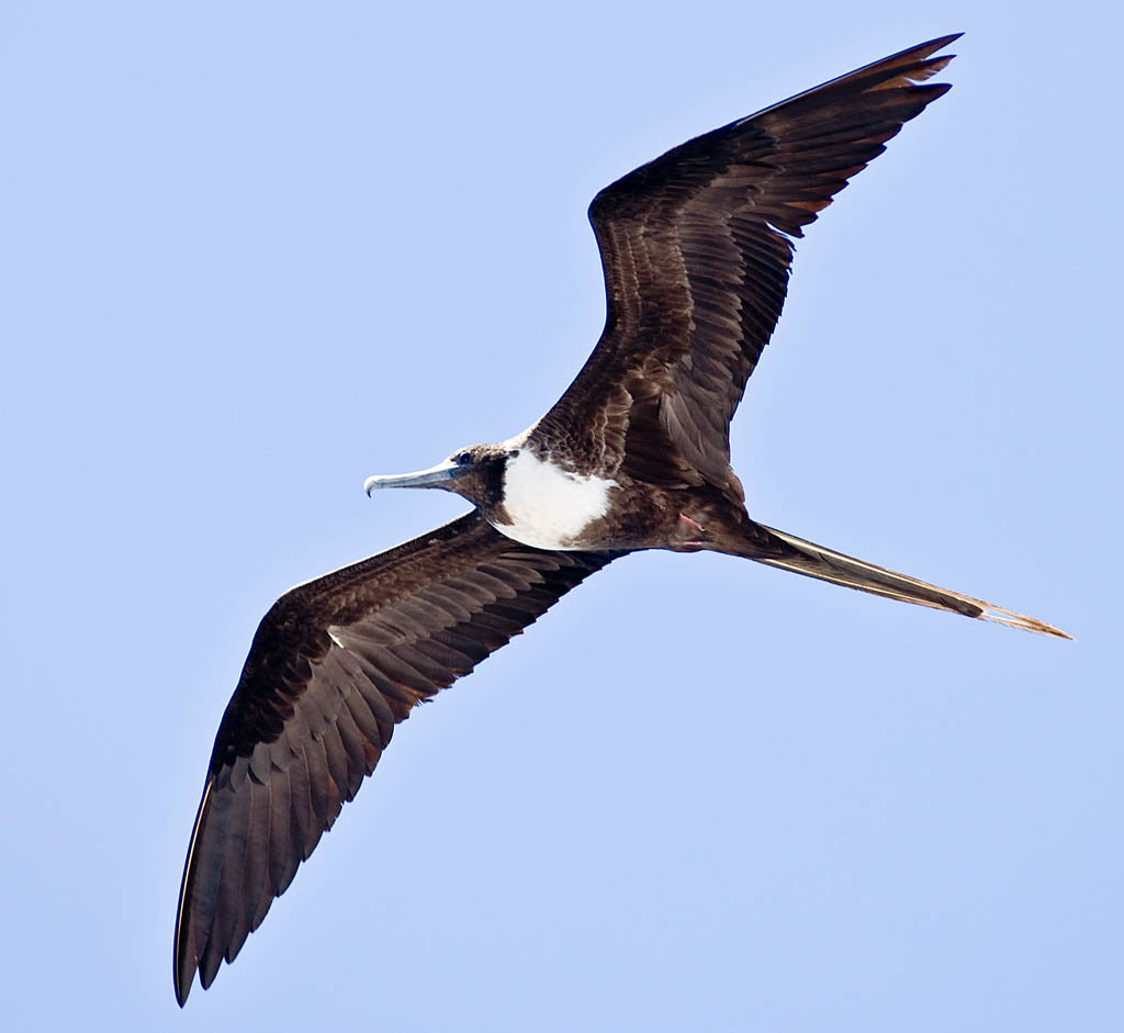 Frigatebird adult Female