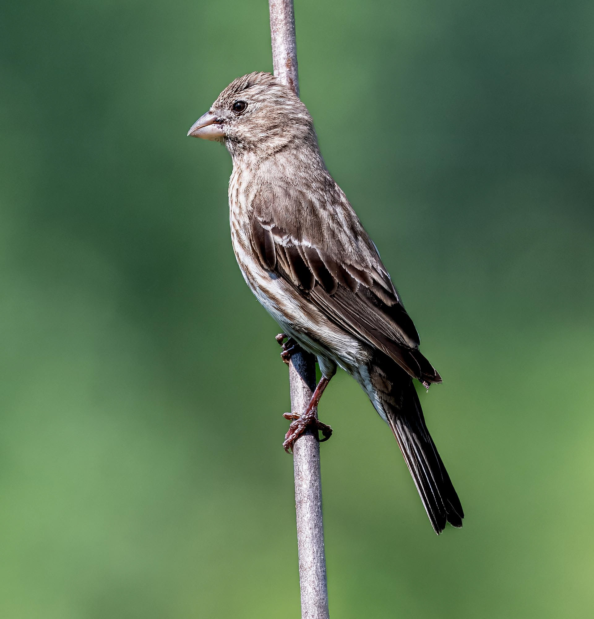 House Finch