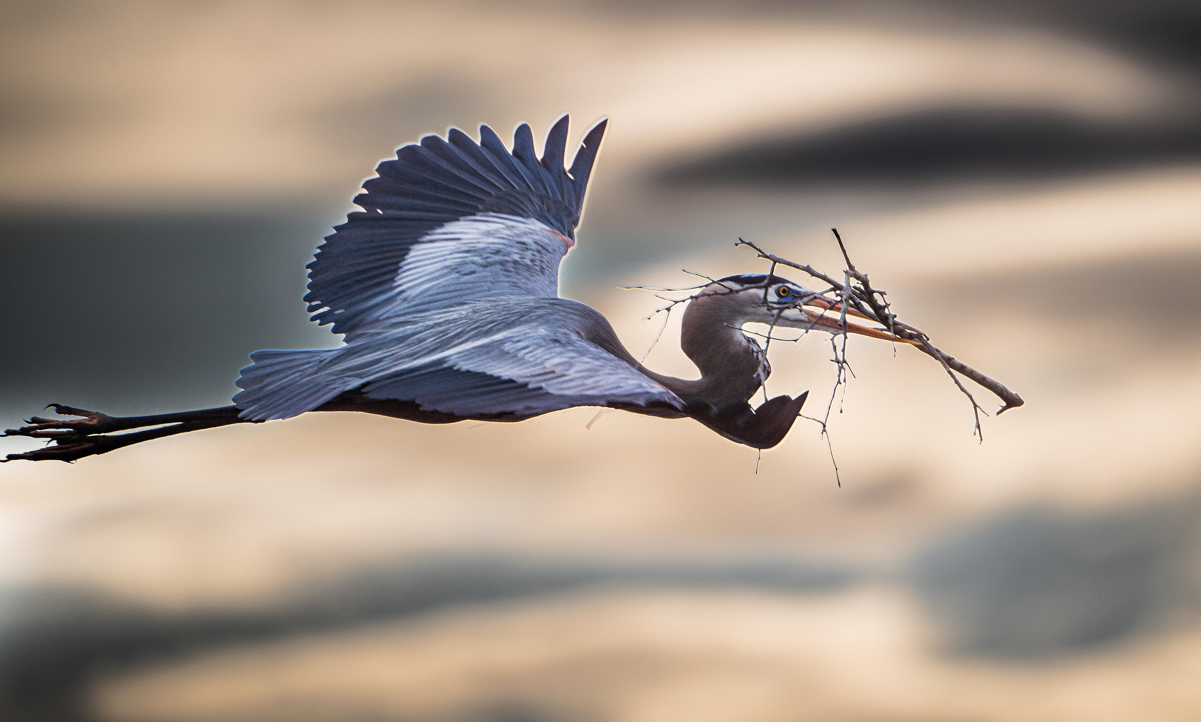 Nest Building