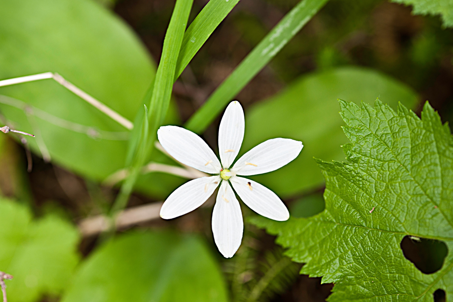 Bead Lily (Clintonia uniflora)