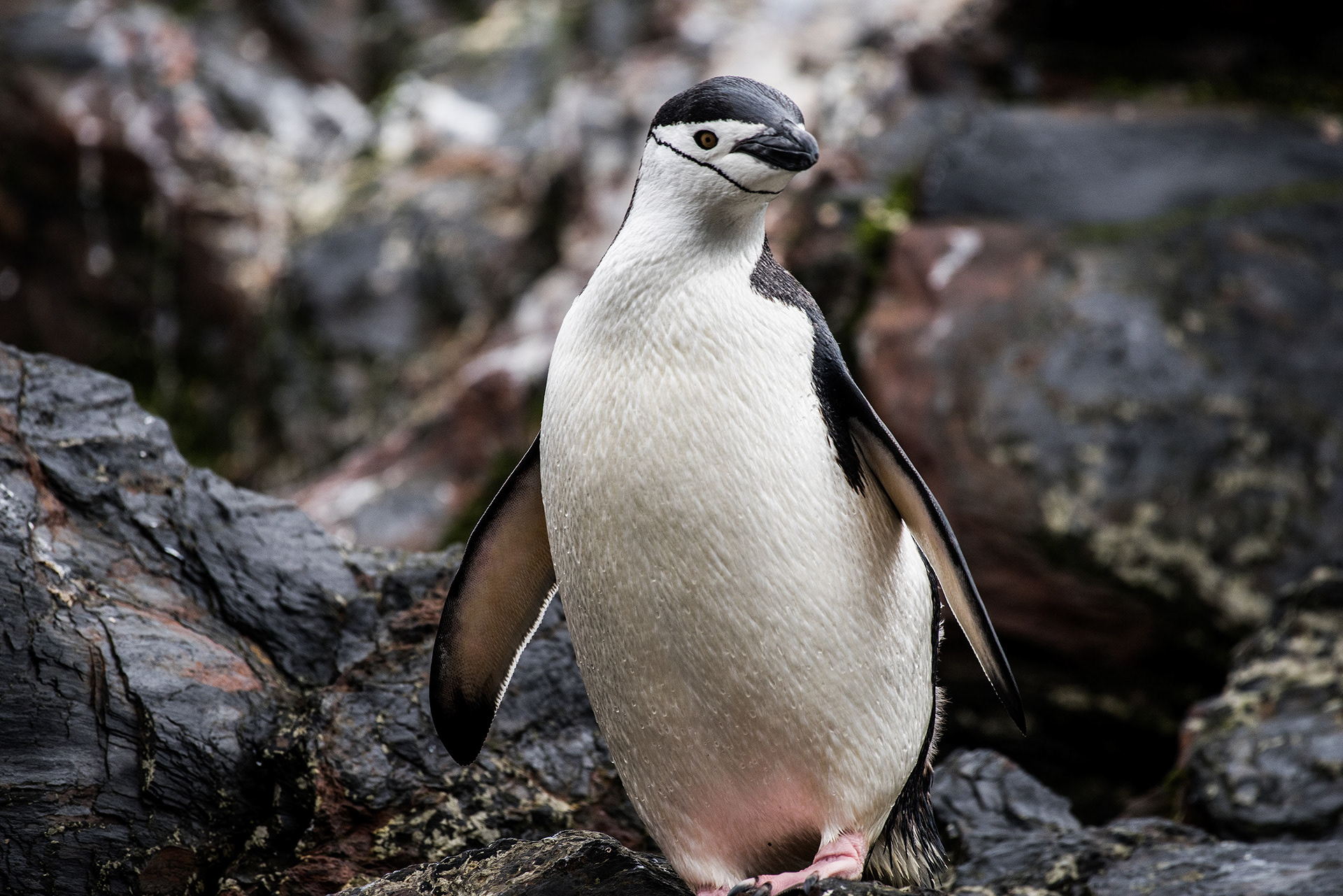 Chin Strap Penguin