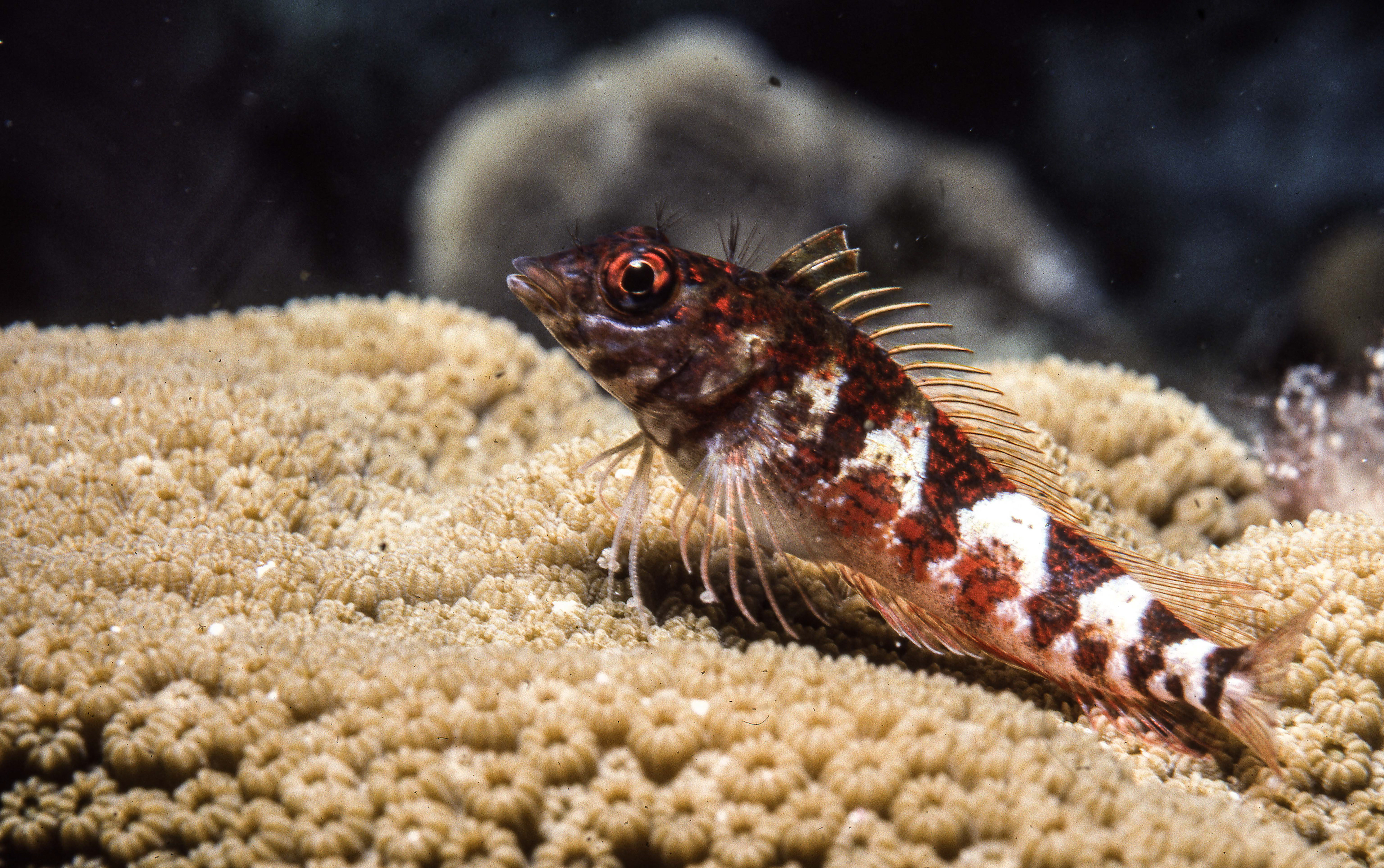 Blackthroat Triplefin
