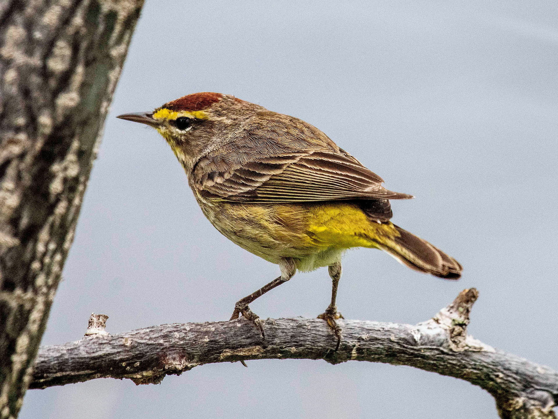 Palm Warbler