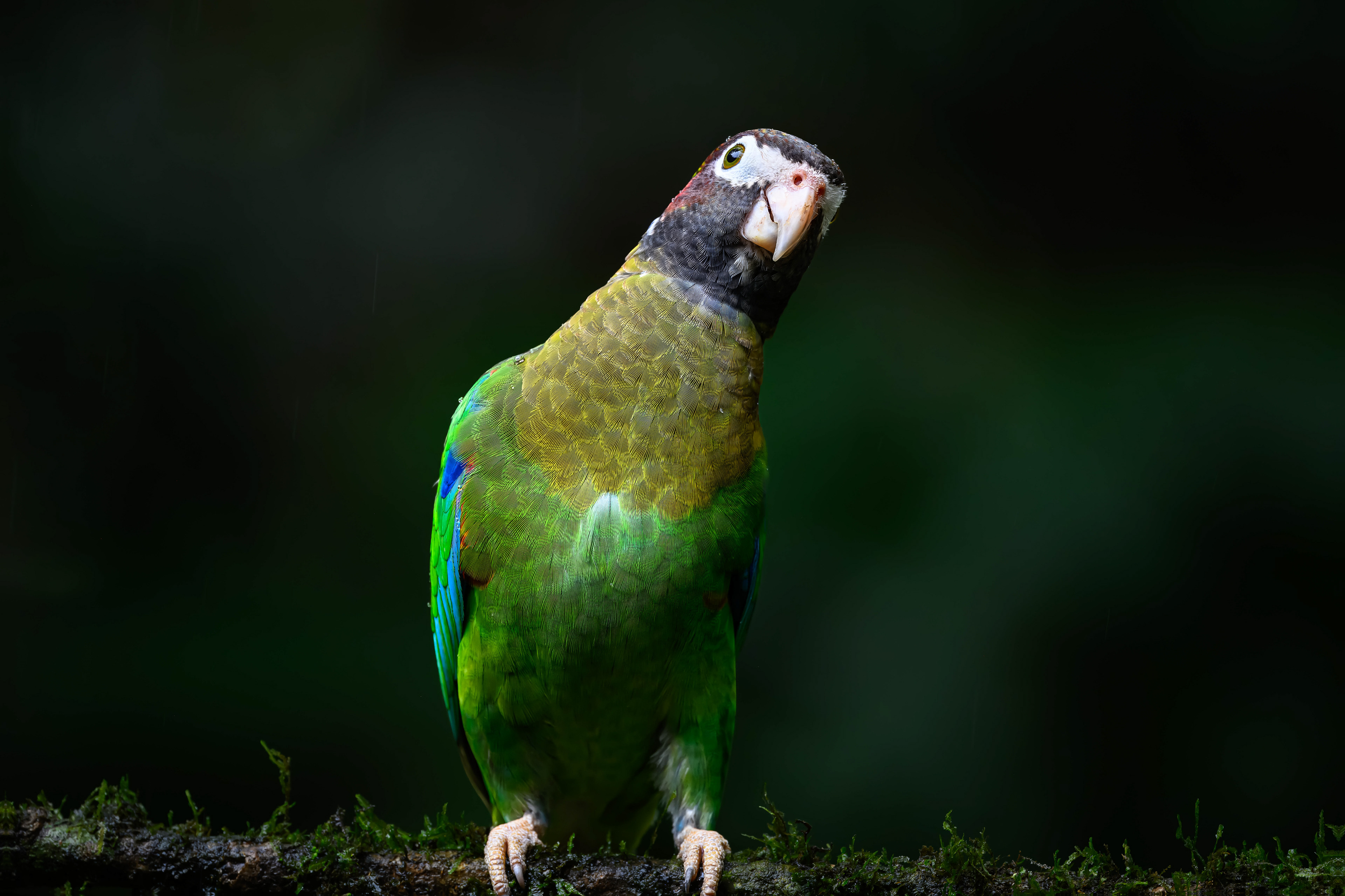 Brown-hodded Parrot