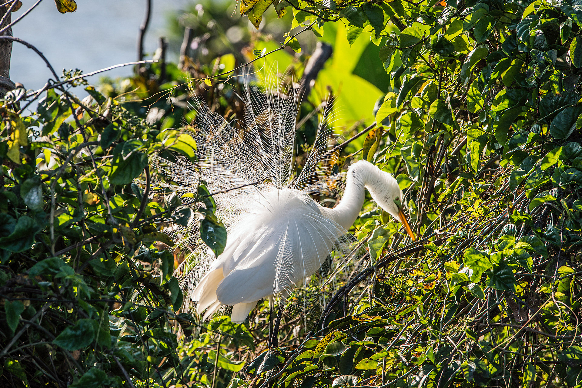 Great Egret