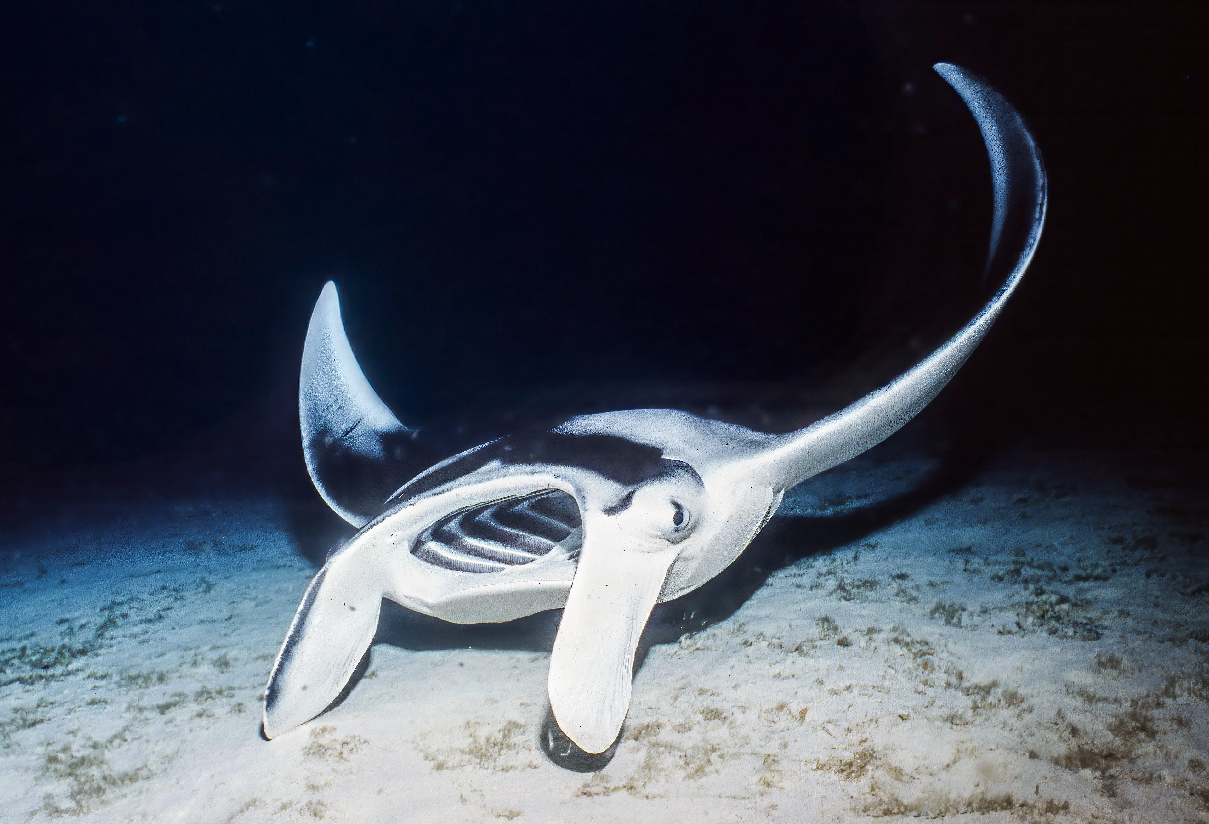 Giant Manta Ray