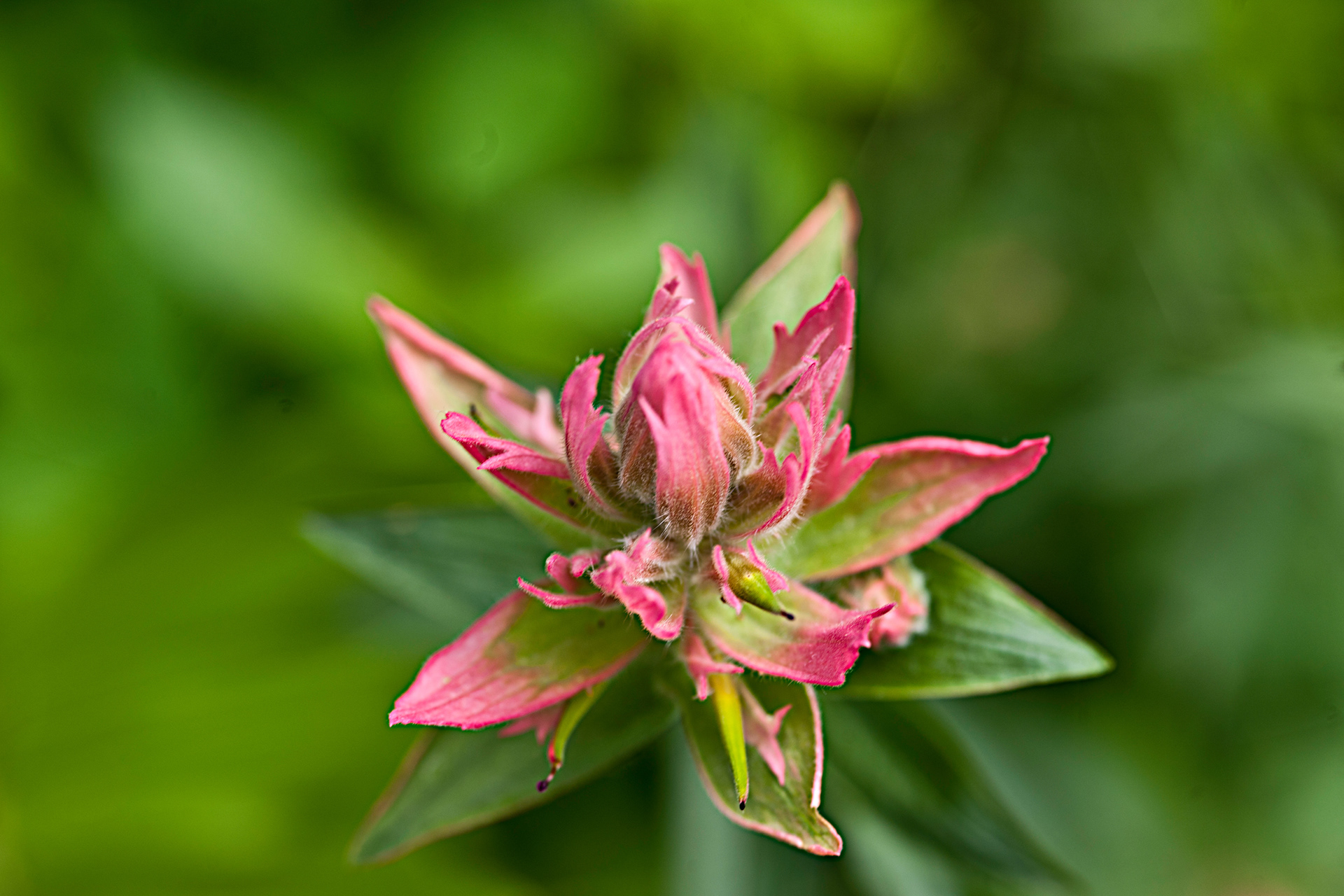 Alpine Paintbrush (Castilleja rhexifolia)
