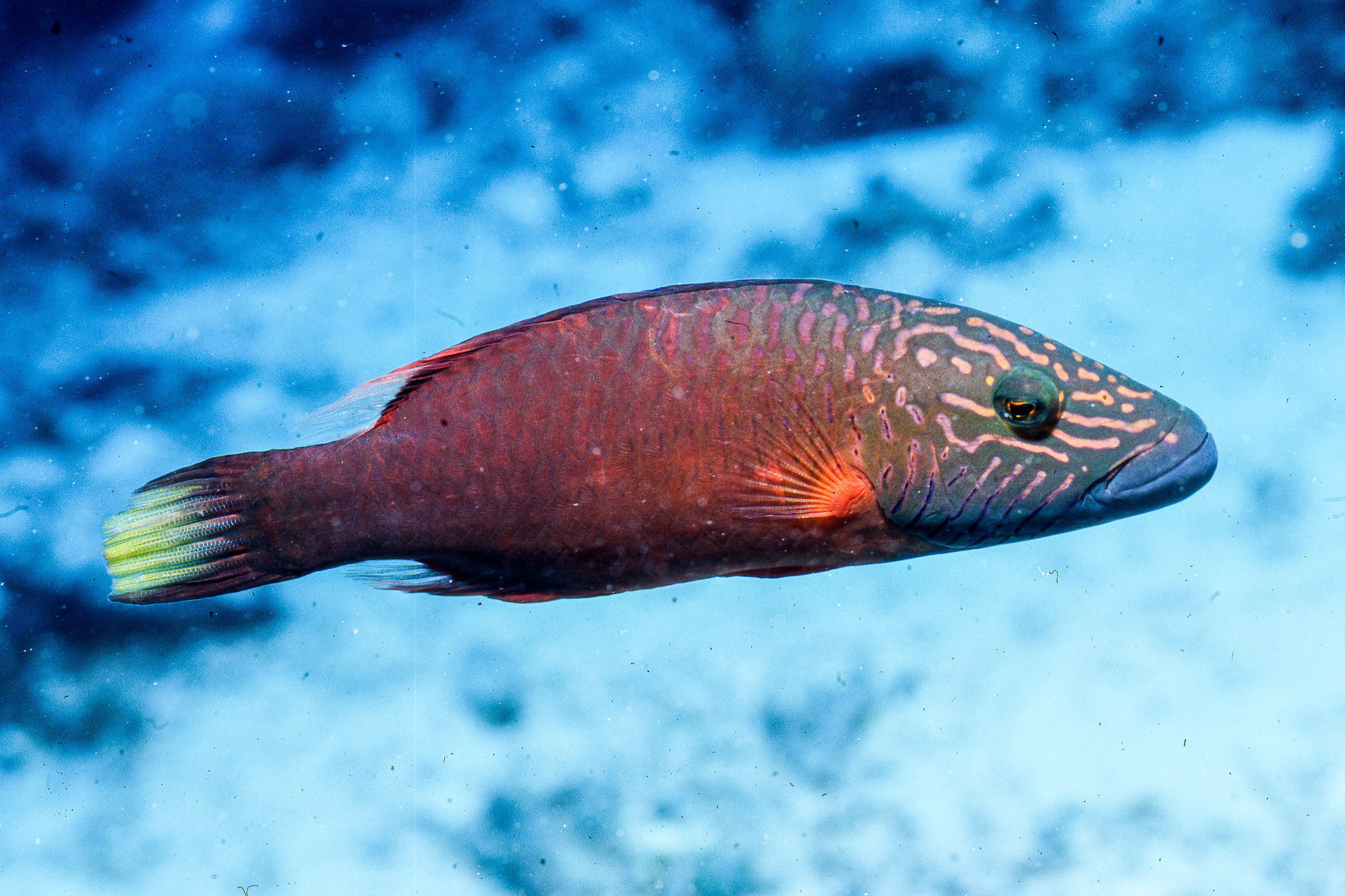 Cheek-lined Wrasse