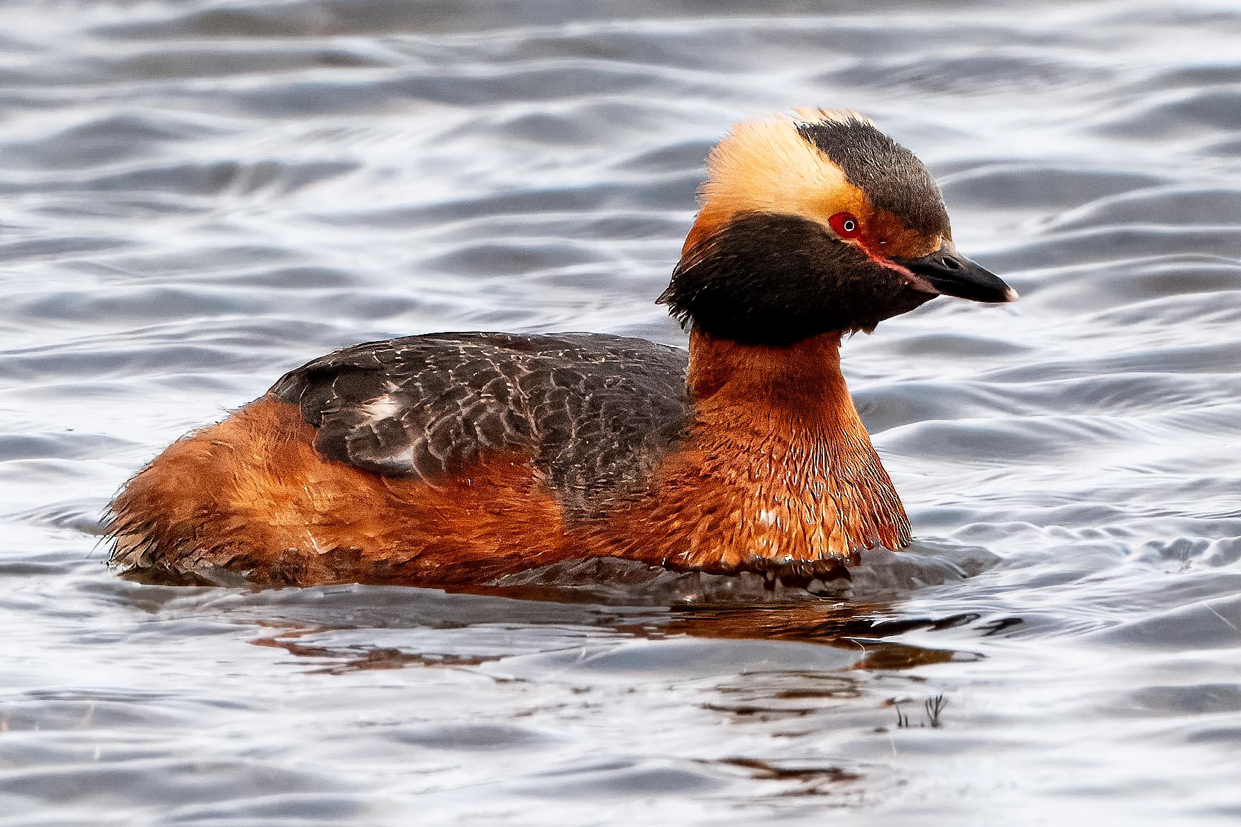 Horned Grebe