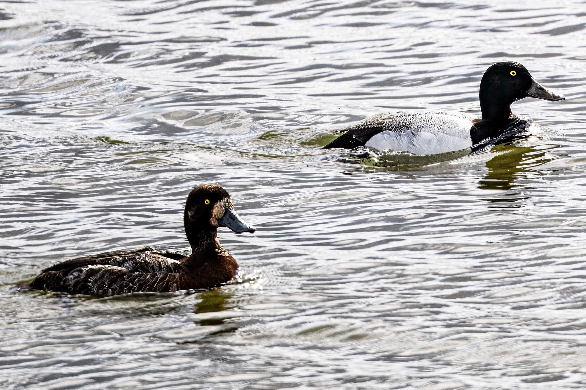 Greater Scaup (Male Above)