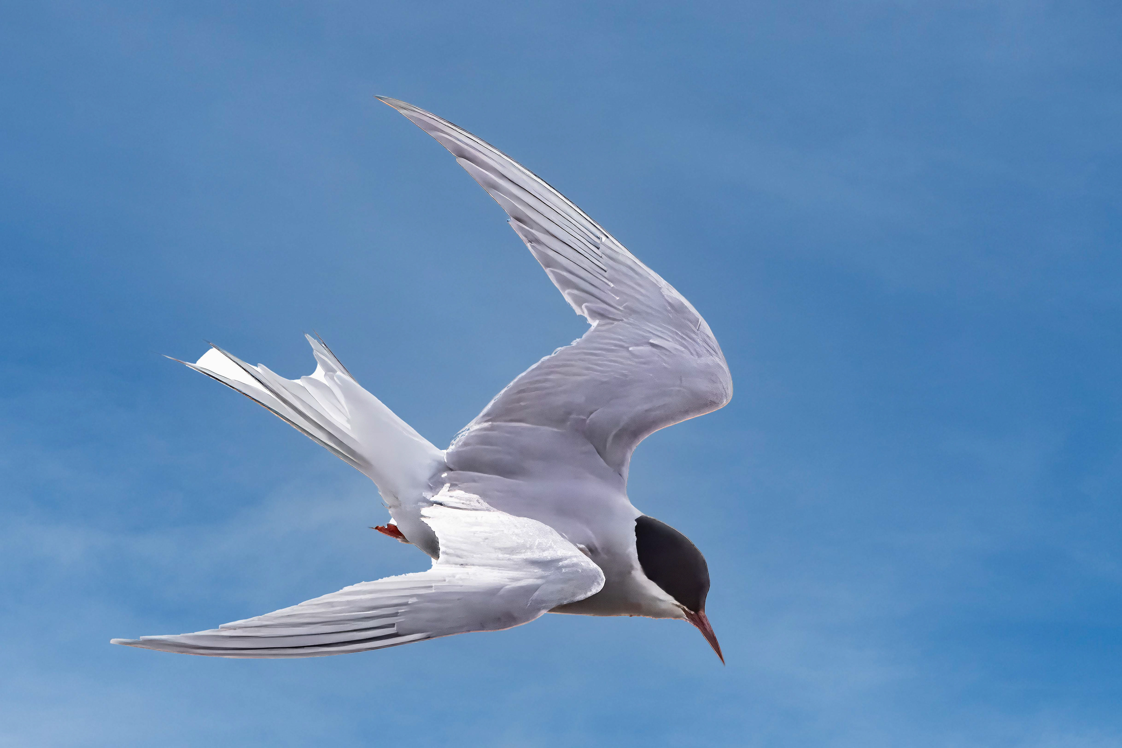 Arctic Tern
