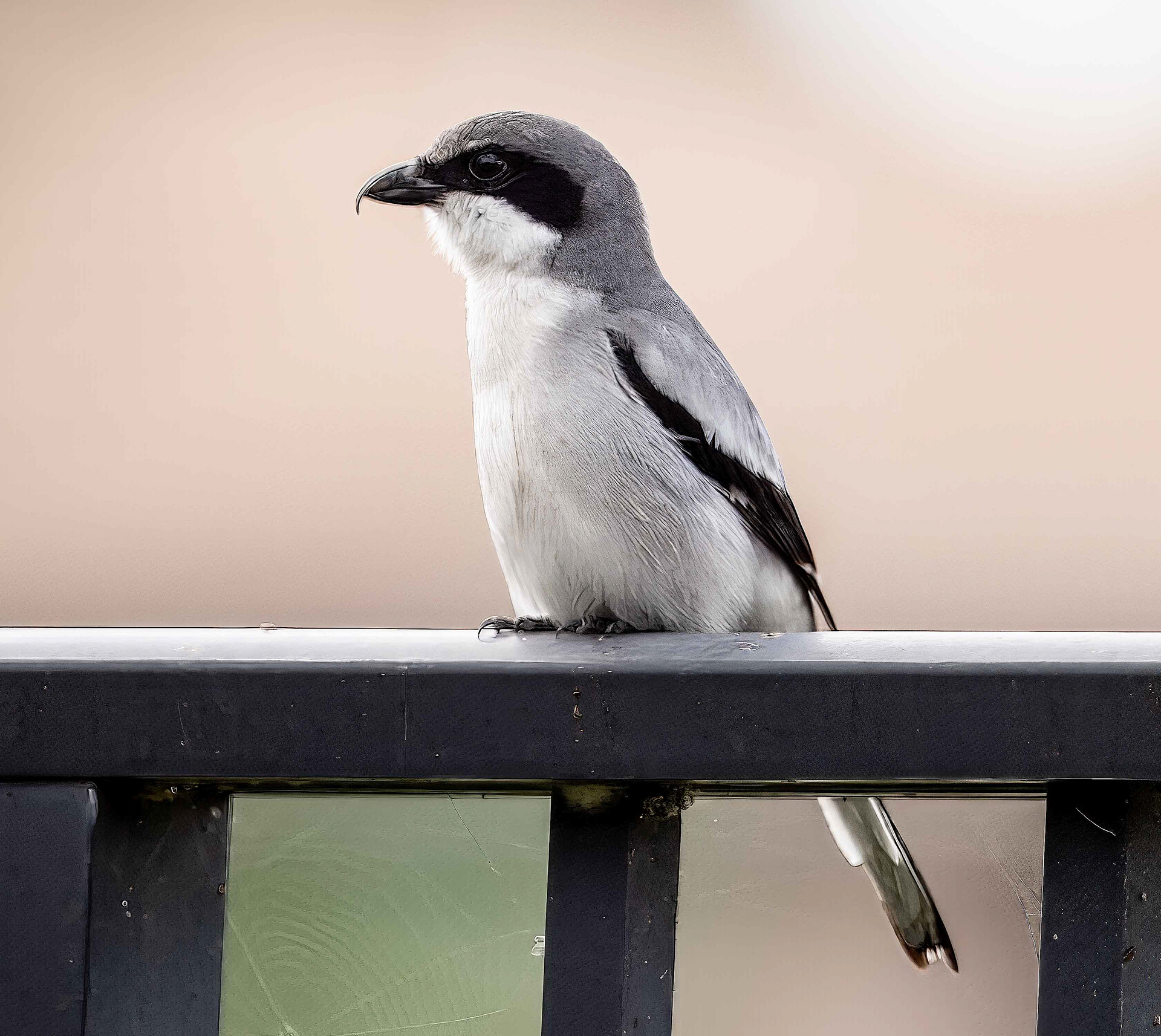 Loggerhead Shrike