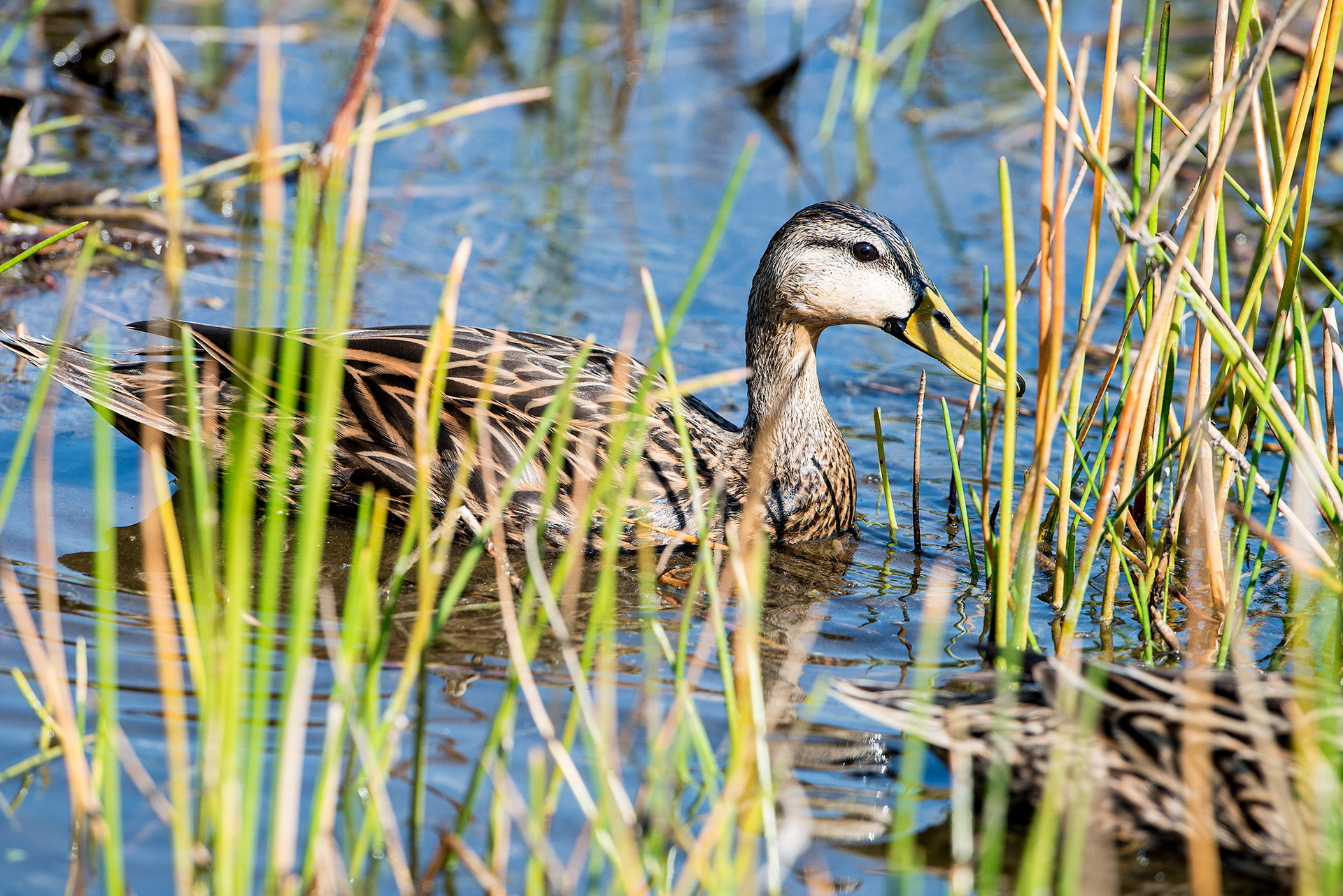 Mottled Duck