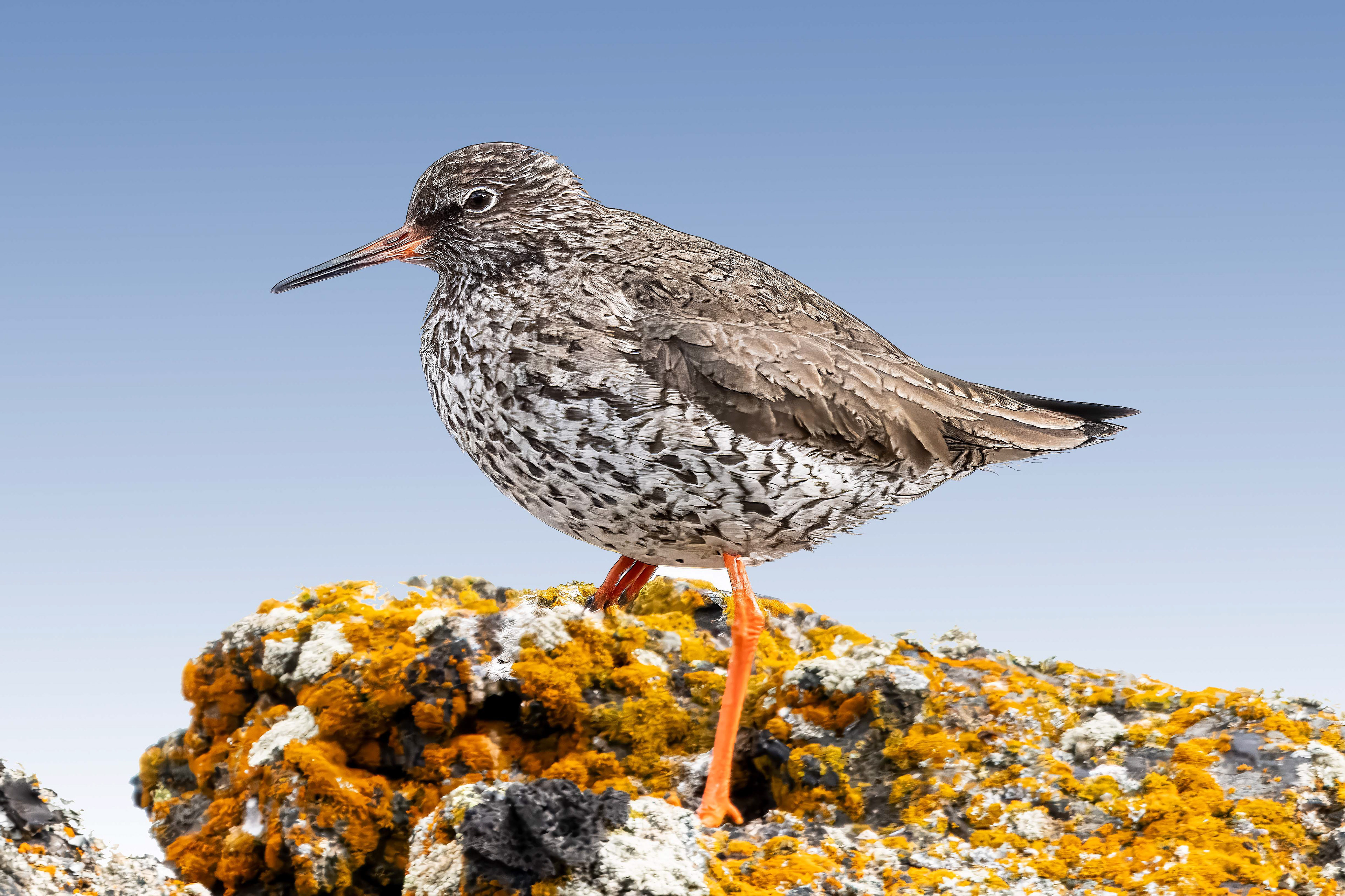 Common Redshank