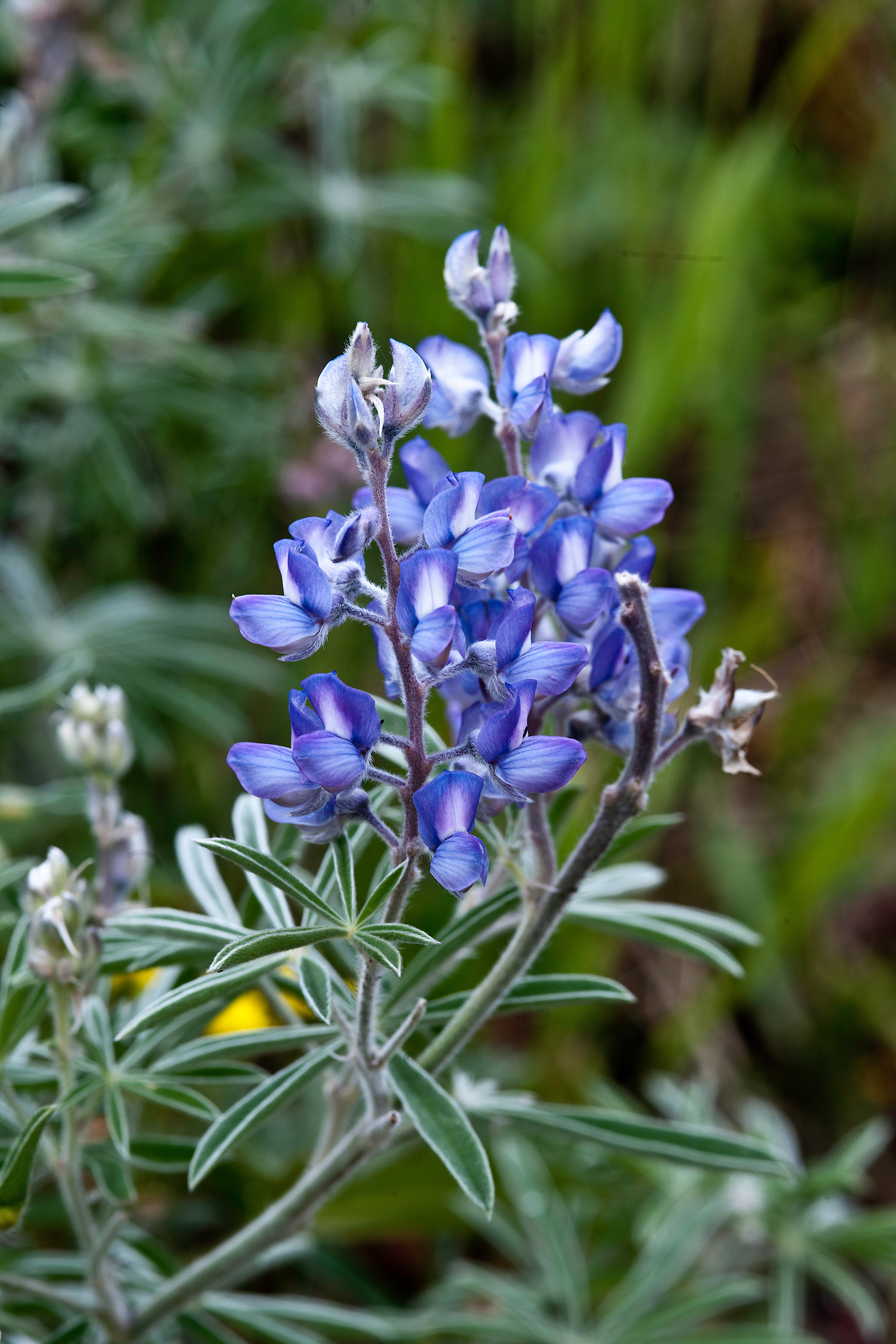 Silky Lupine (Lupinus sericeus)