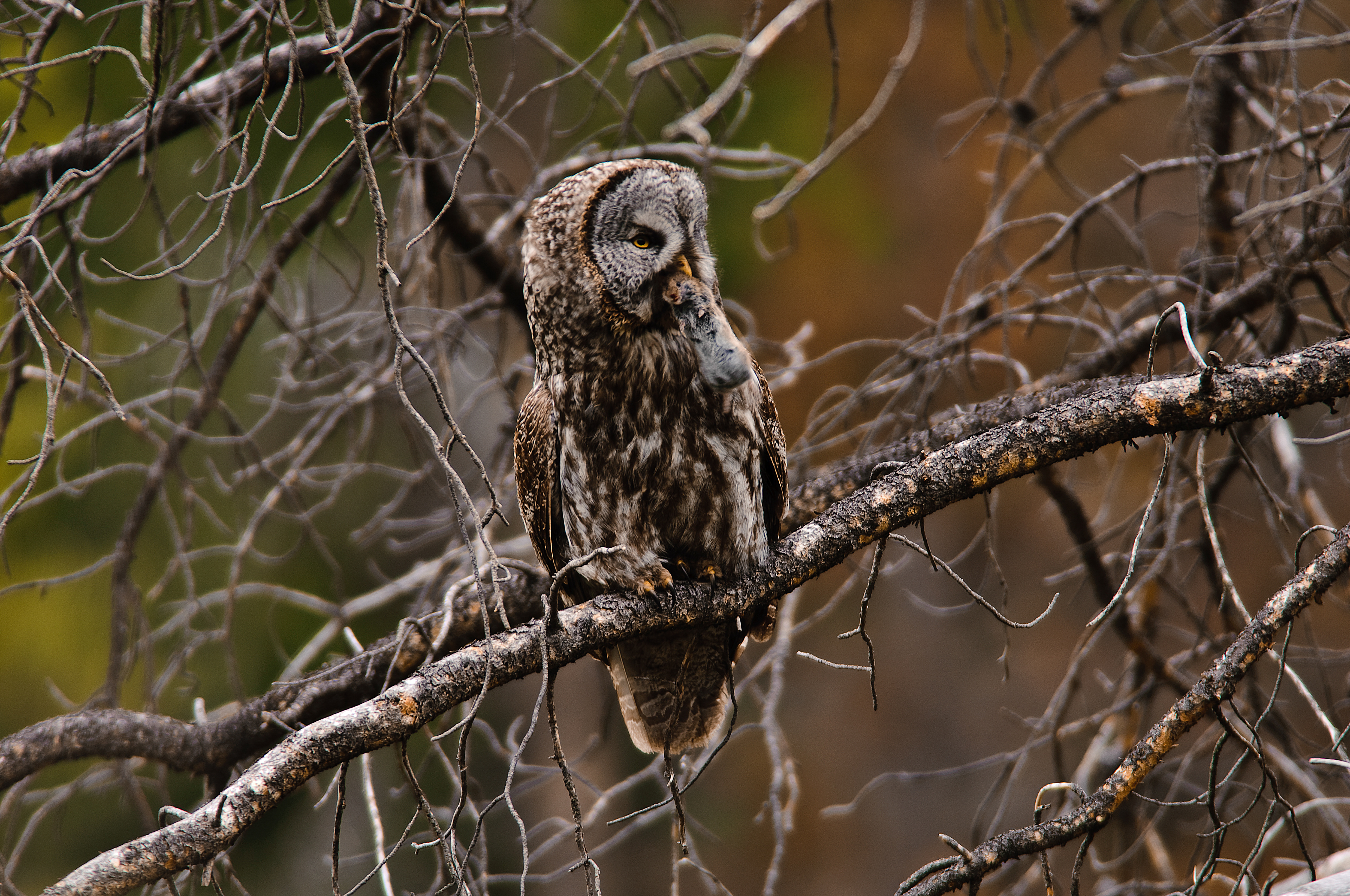 Grey Owl with Prey