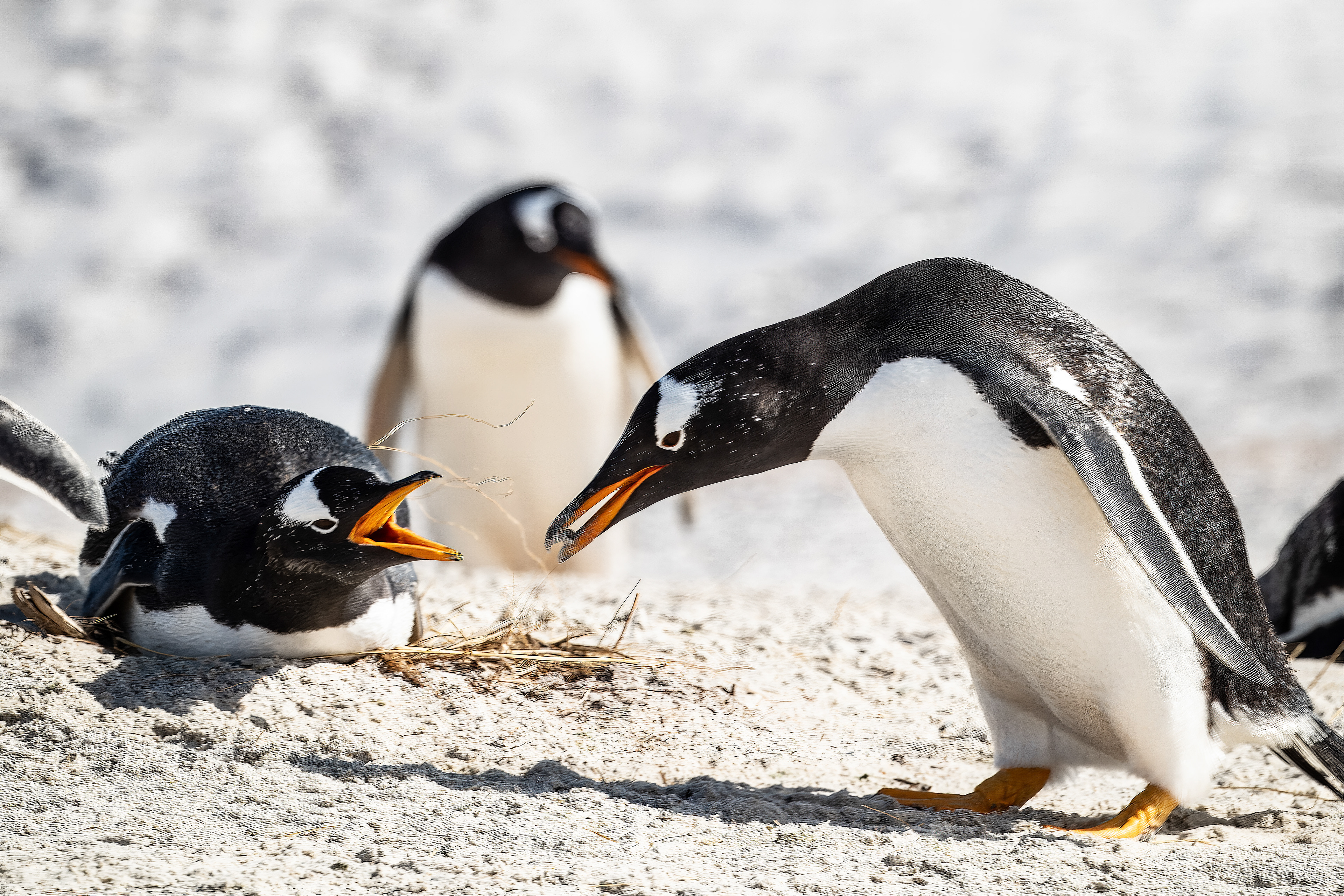 Gentoo Penguin