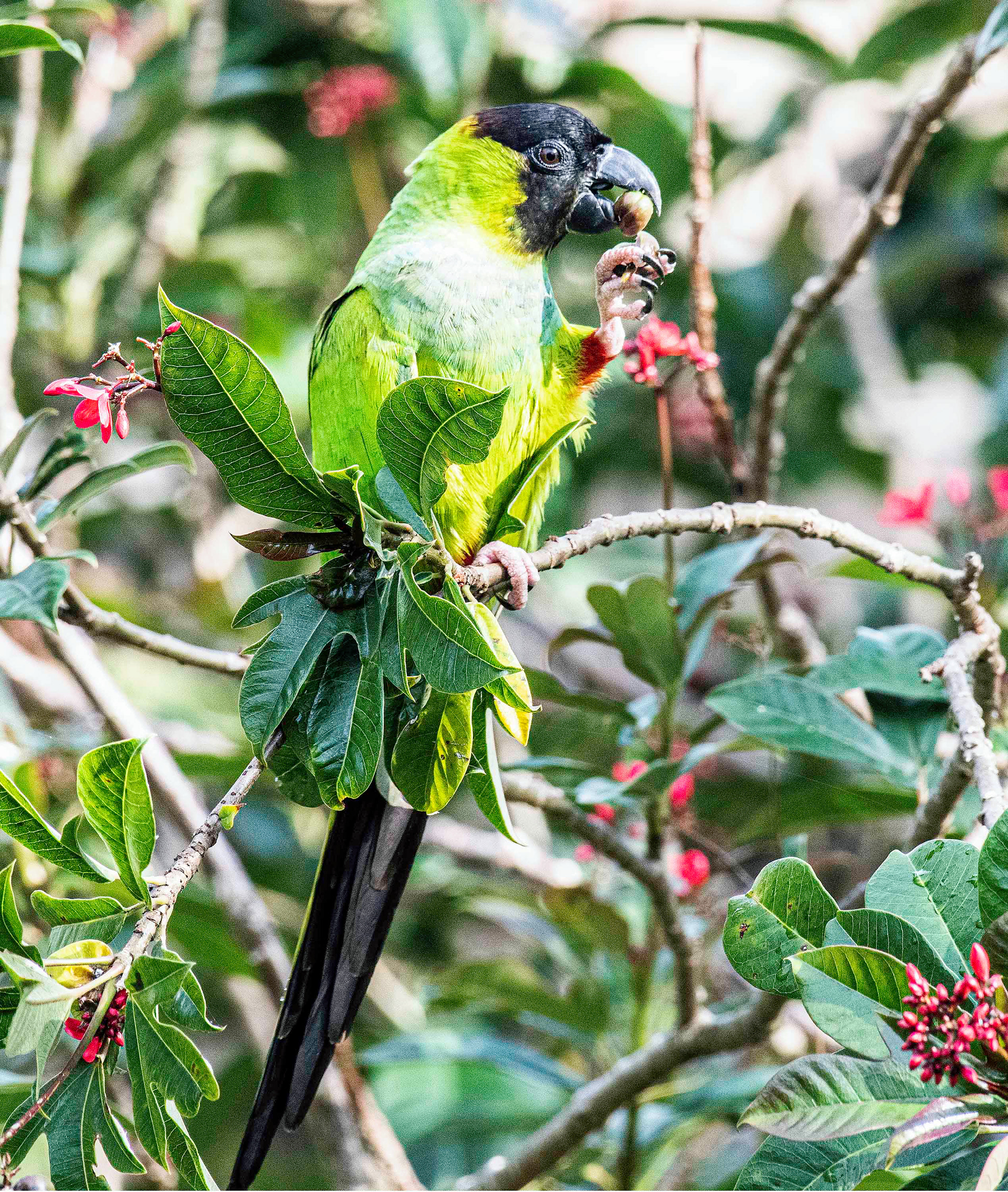 Nanday Parakeet
