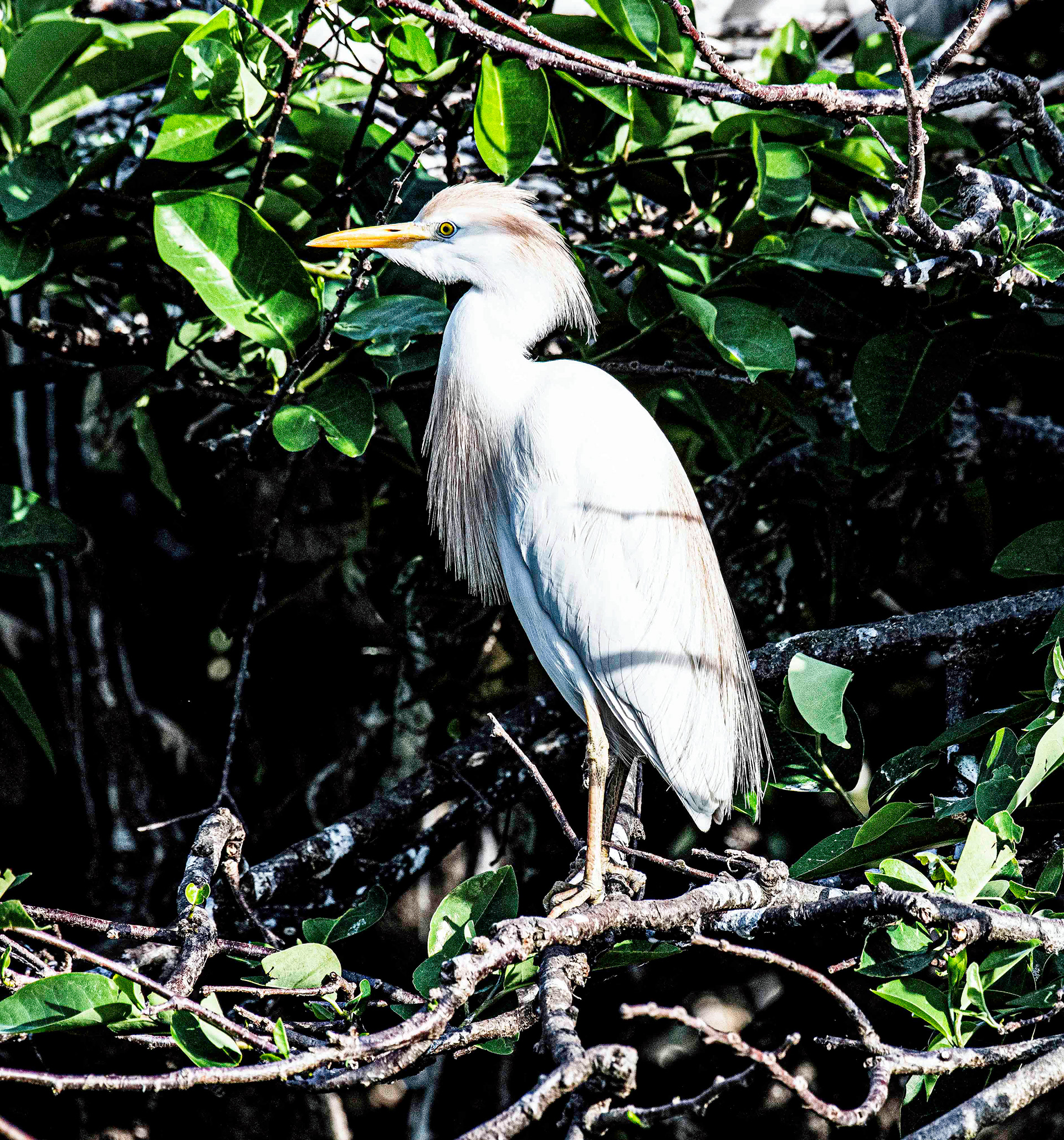 Cattle Egret