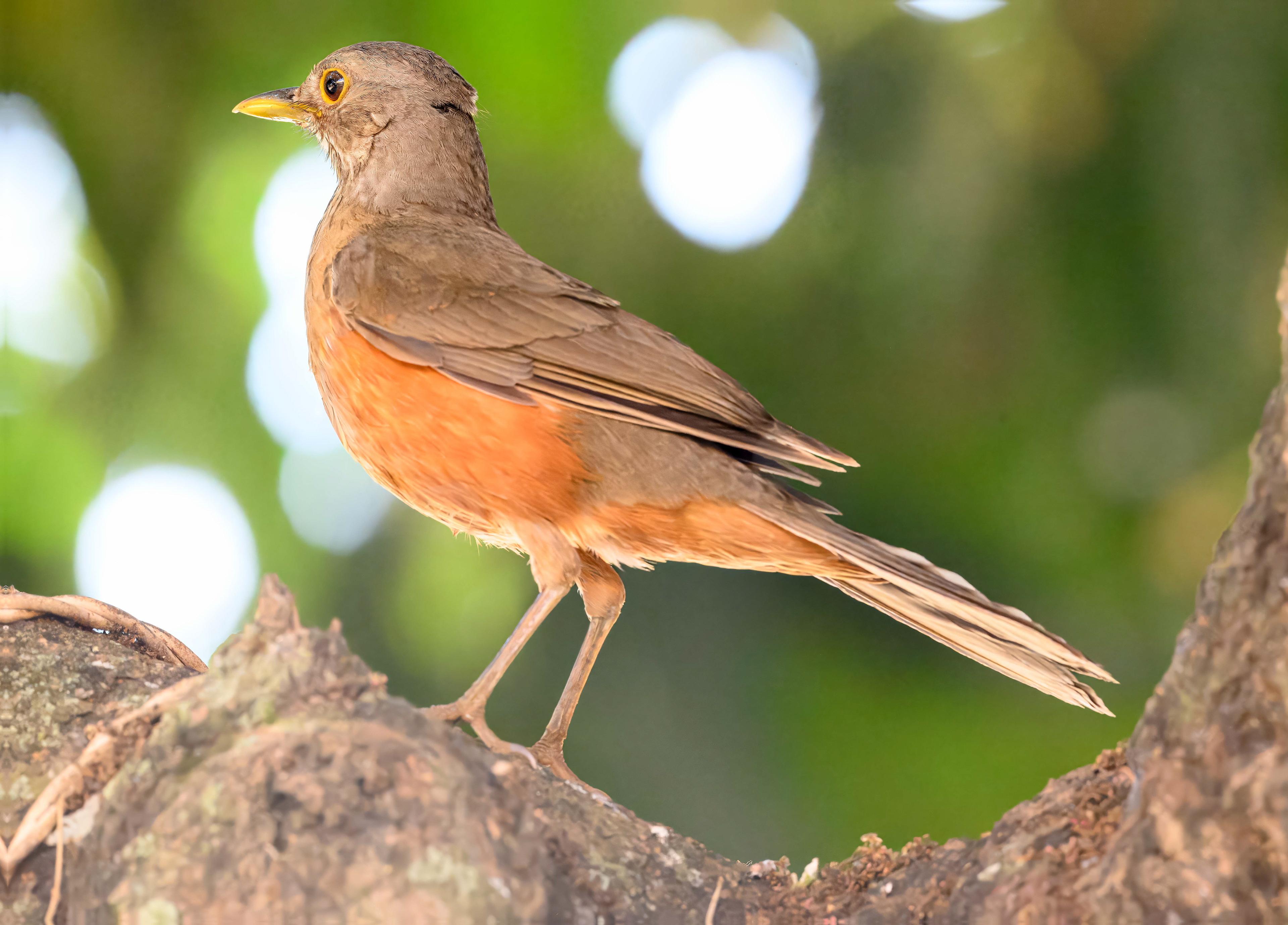 Rufous-bellied Thrush