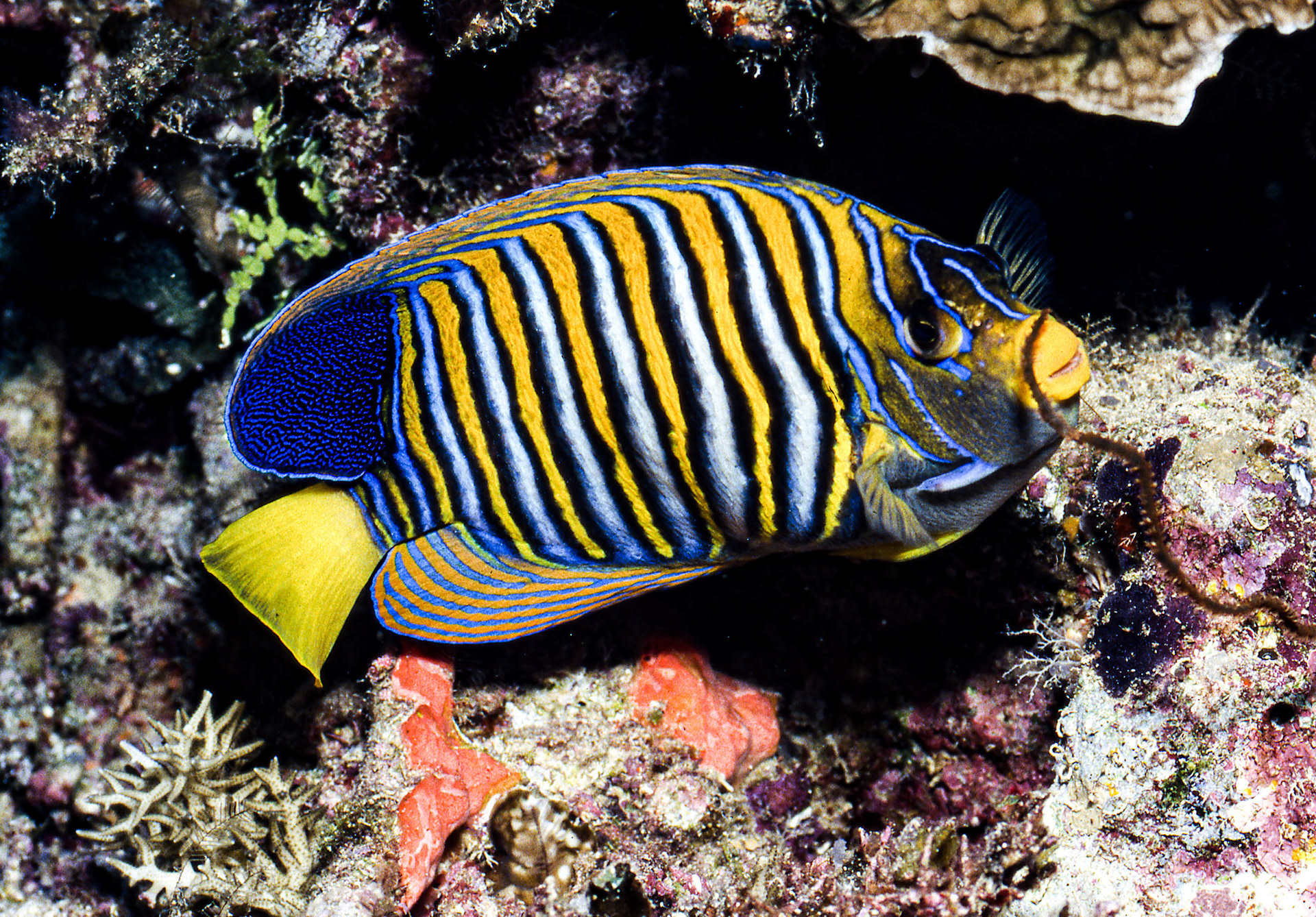 Regal Angelfish