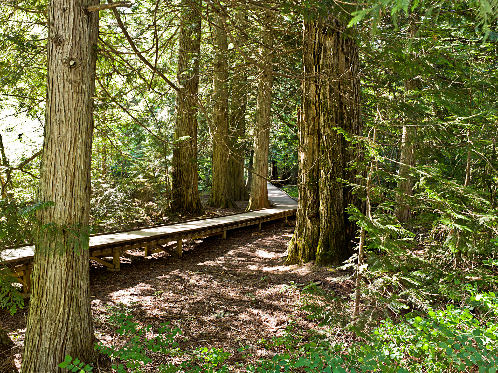 Cedar Forest