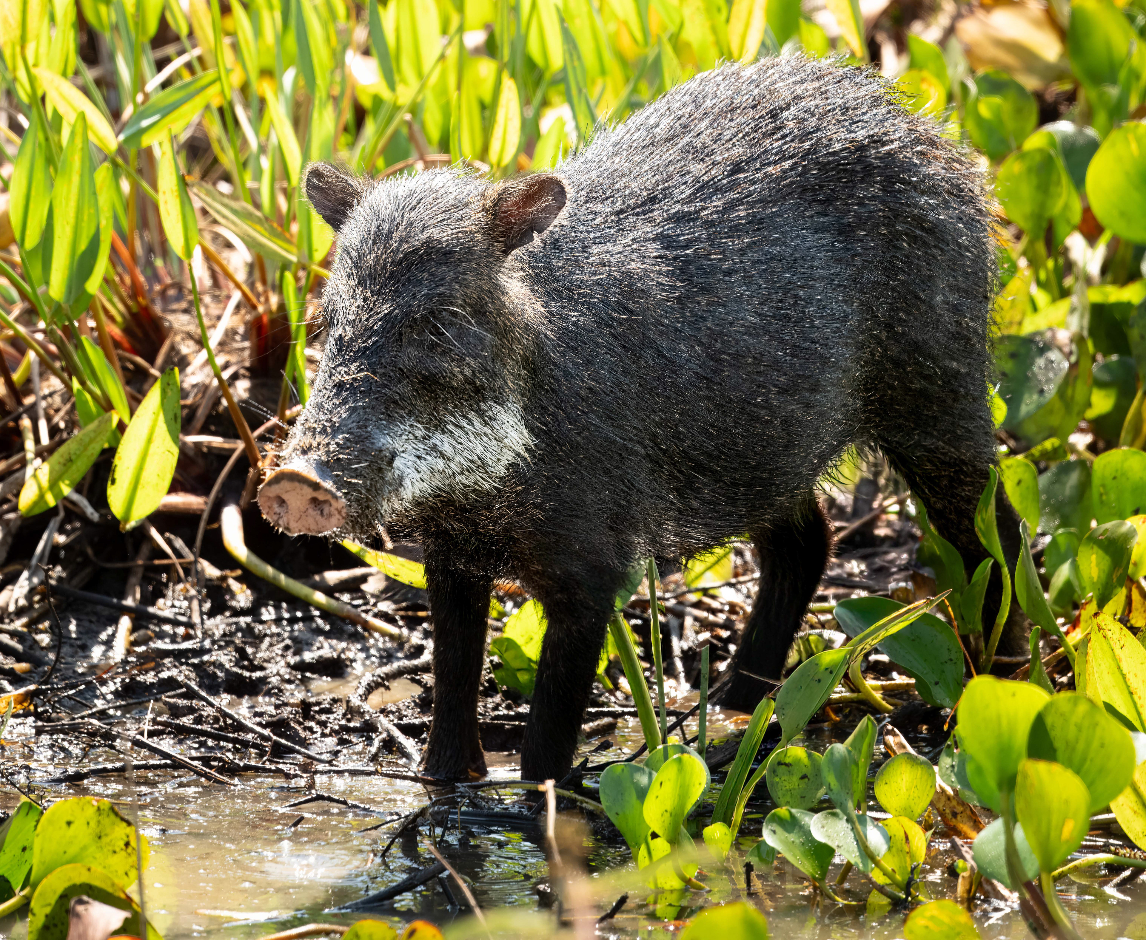 Feral Hog