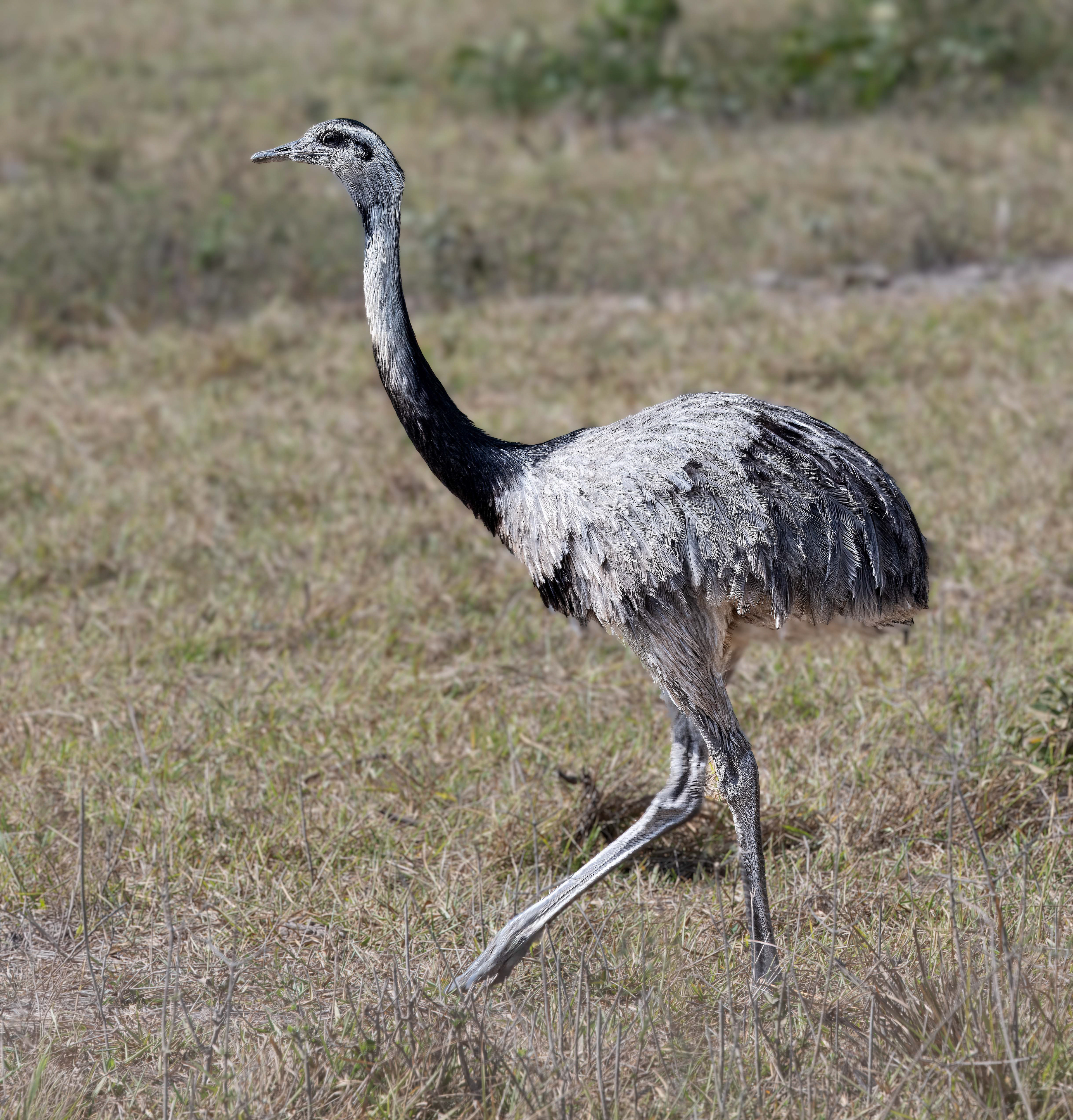 Great Rhea