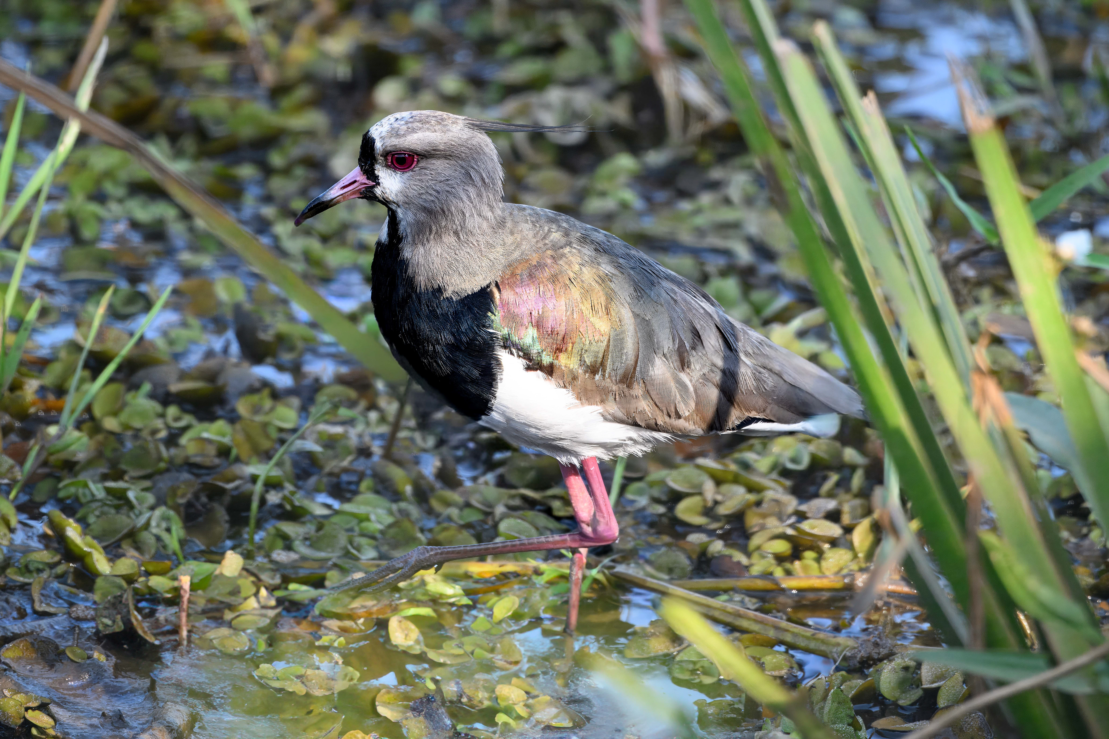 Southern Lapwing