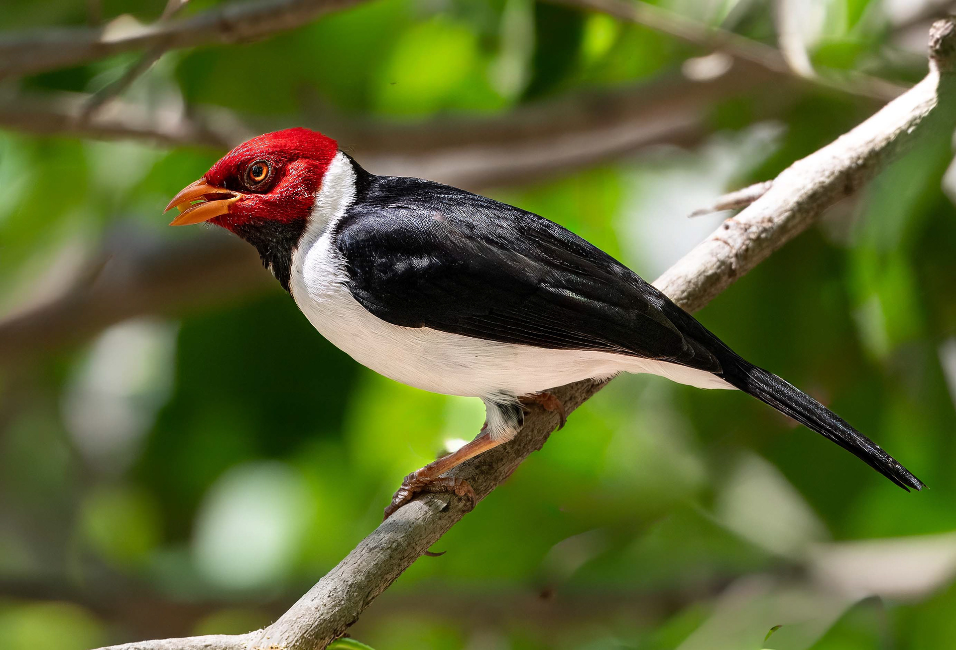Yellow-billed Cardinal (male)