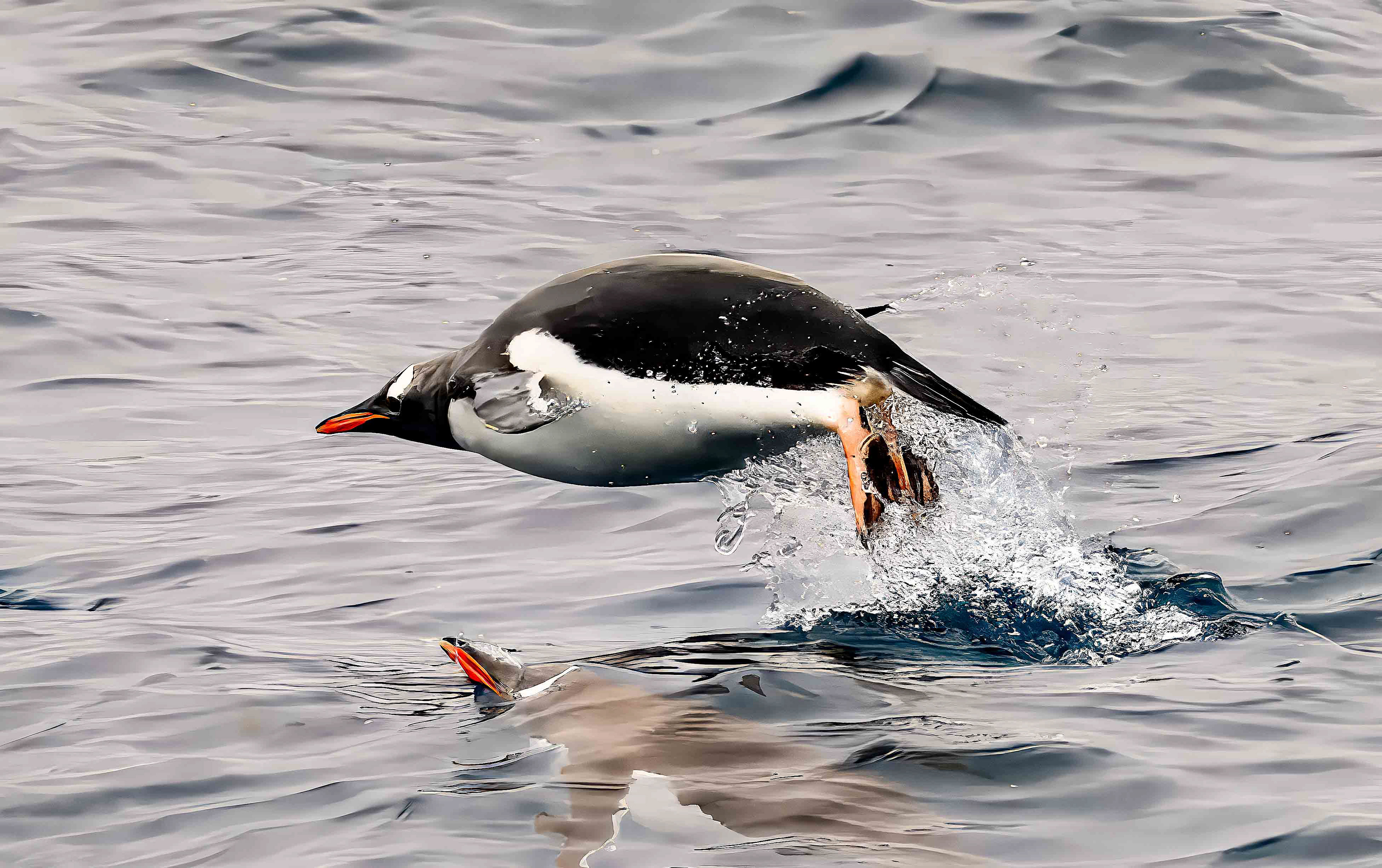 Gentoo Penguin