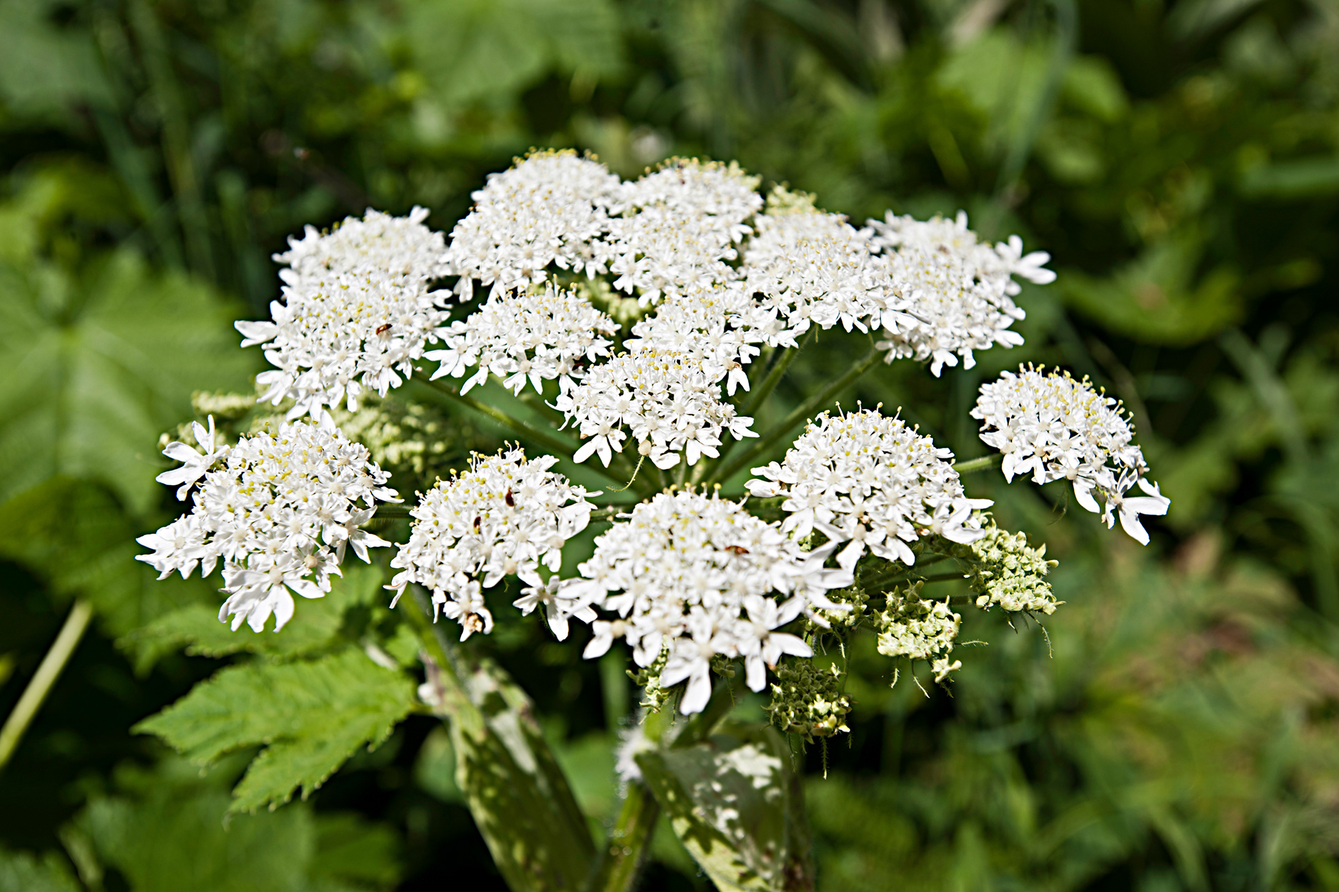 Cow Parsnip (Heracleum sphondylium)