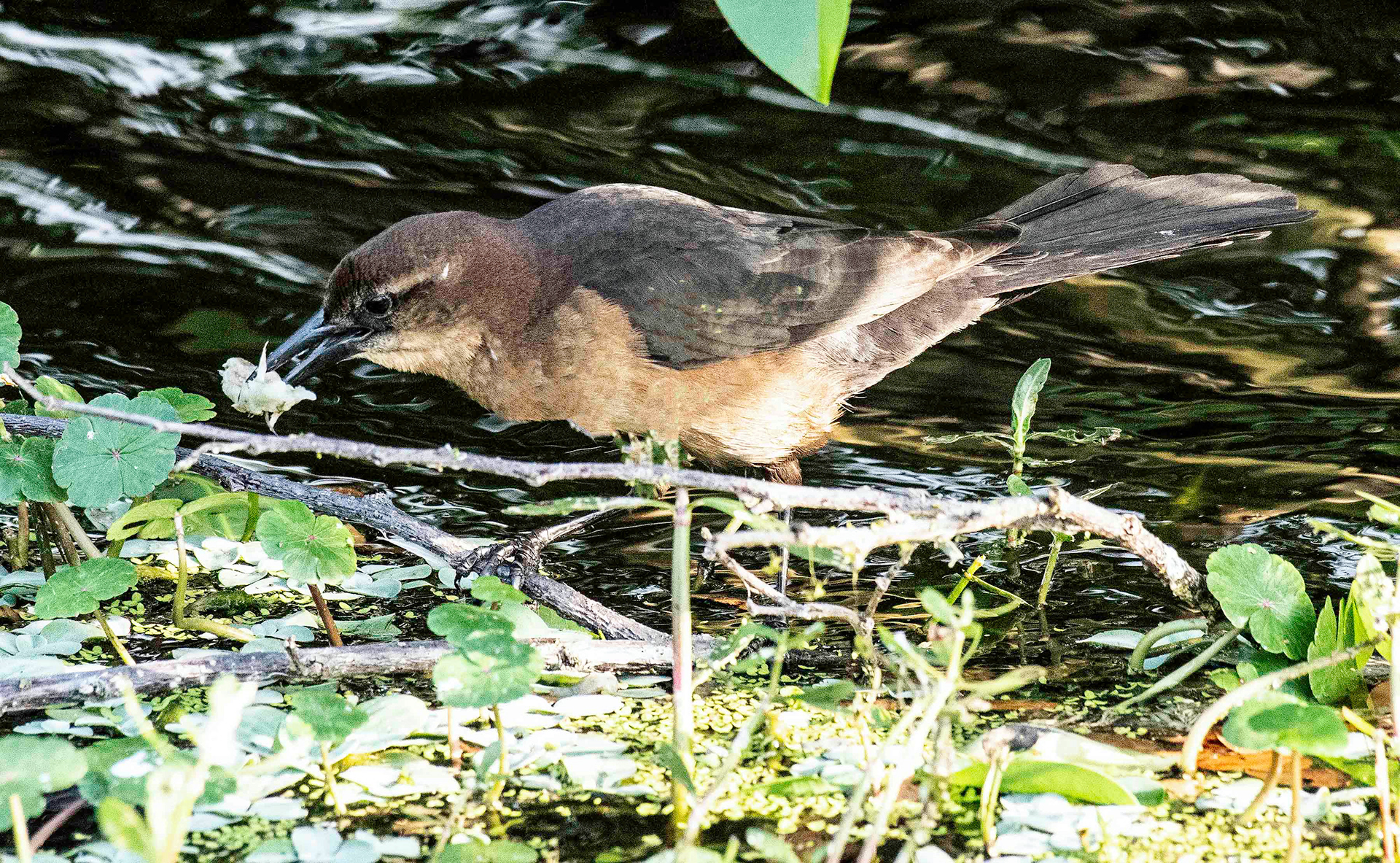 Juvenile Boat-Tailed Grackle