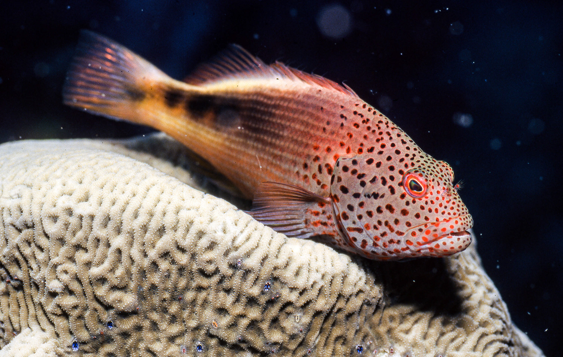 Black Side Hawkfish