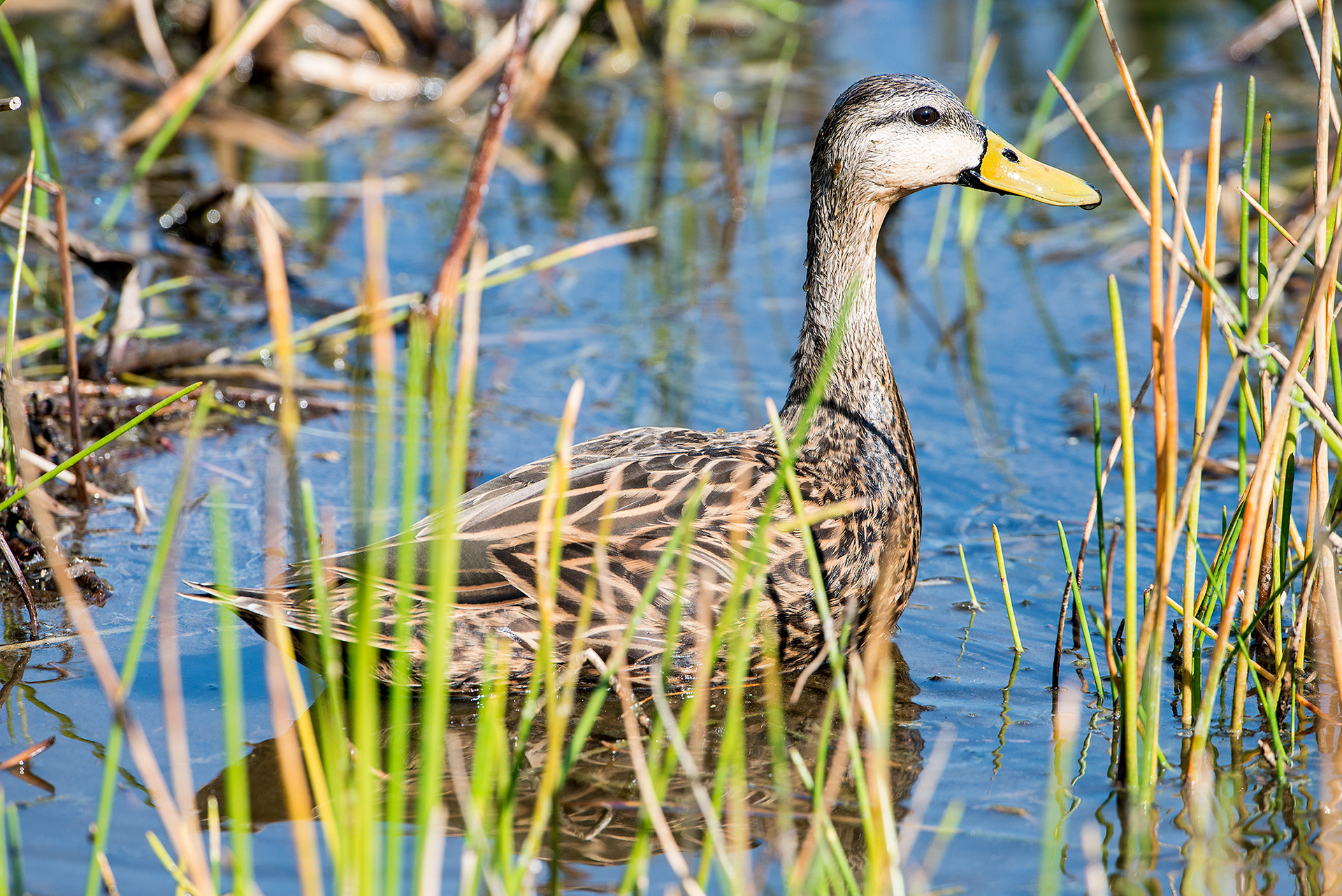 Mottled Duck