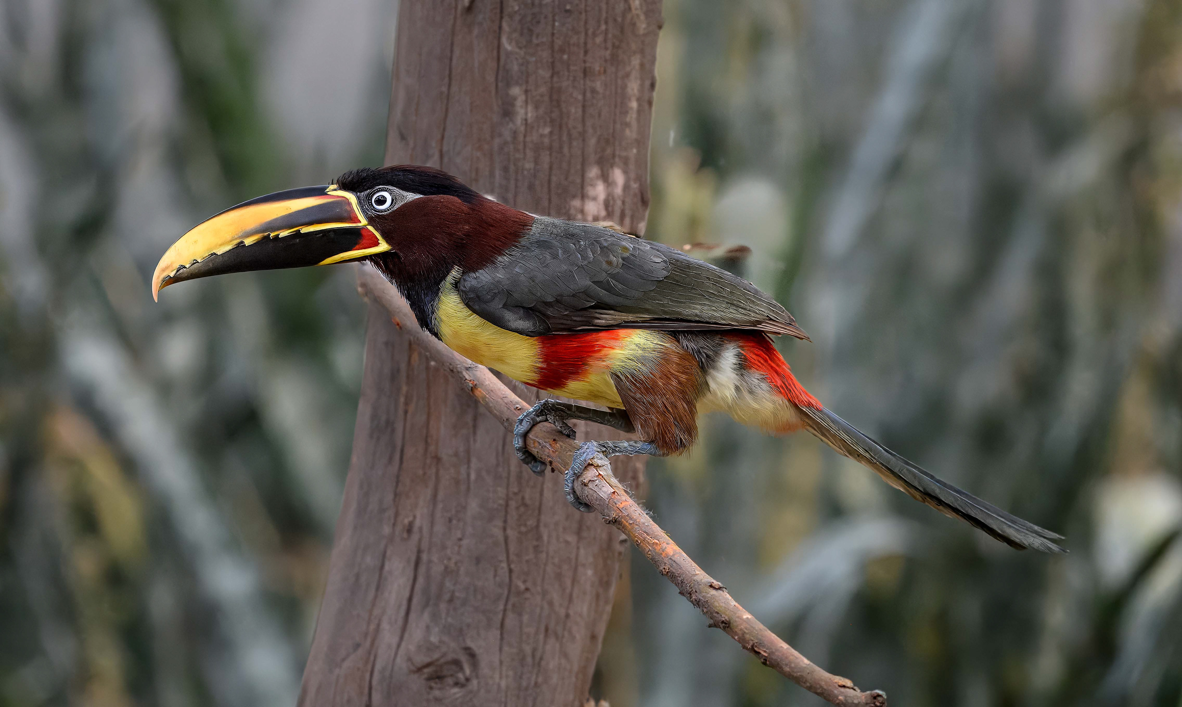 Chestnut-eared Aracari