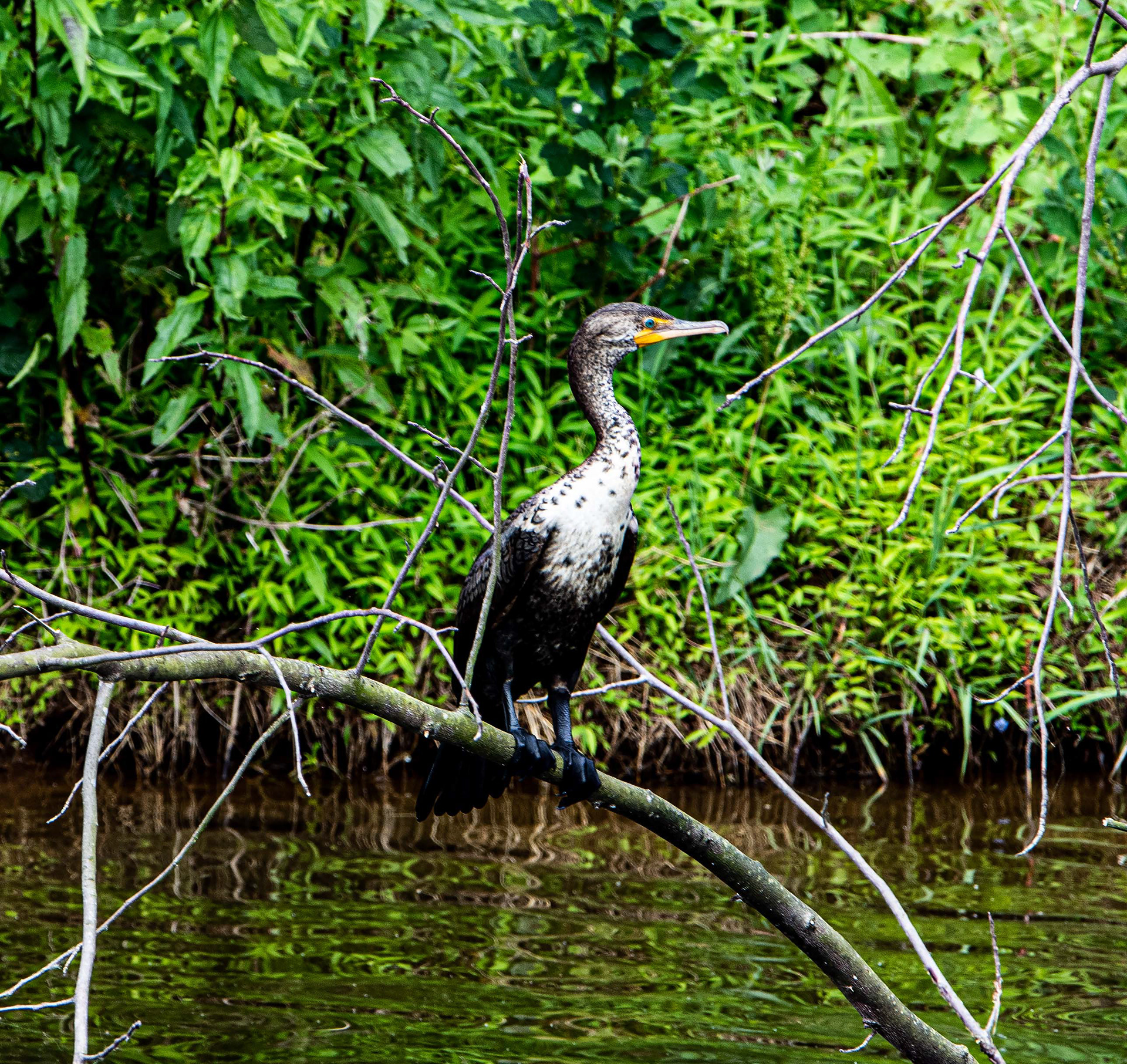 Crested Cormorant - Juvenile