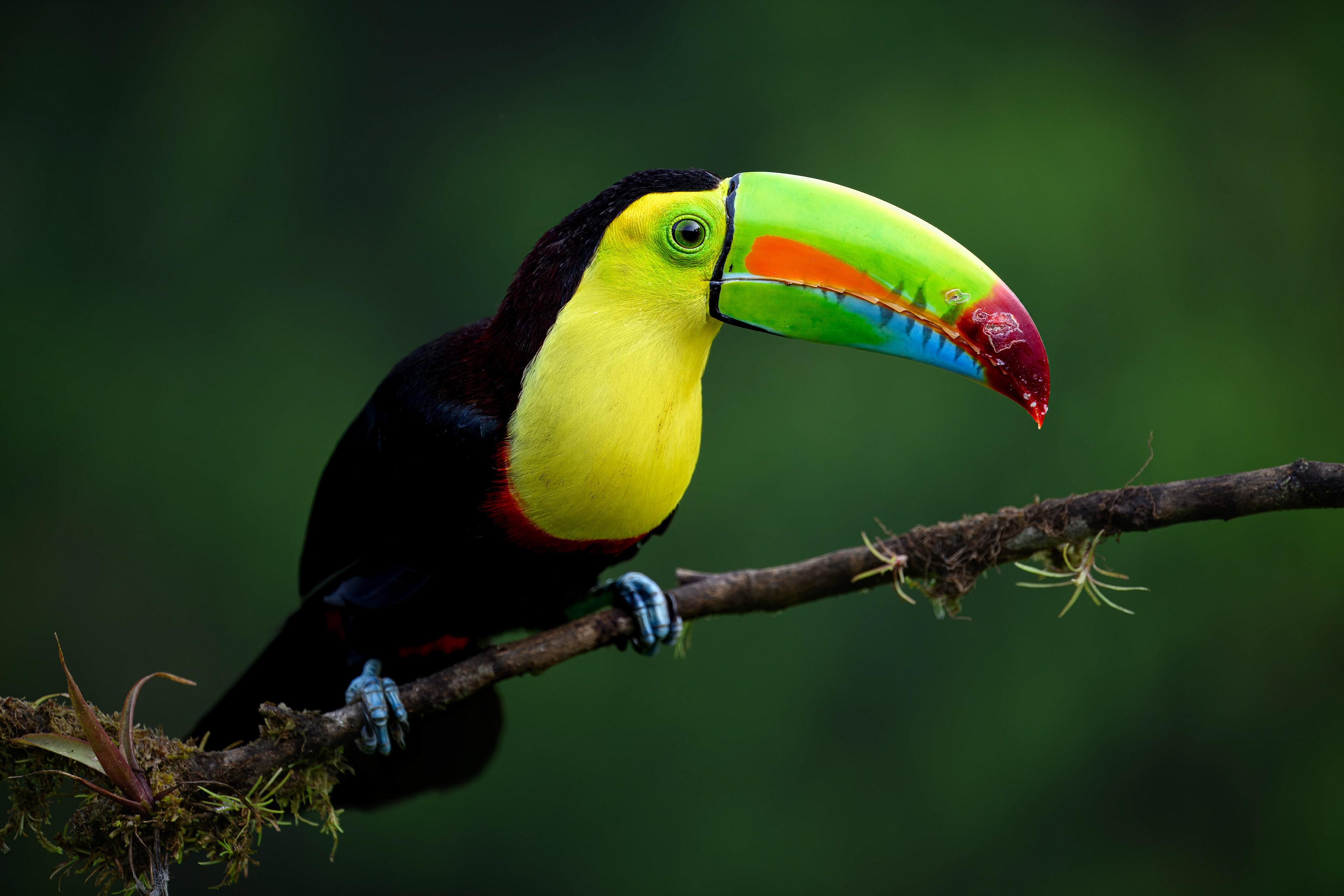 Keel-billed Toucan