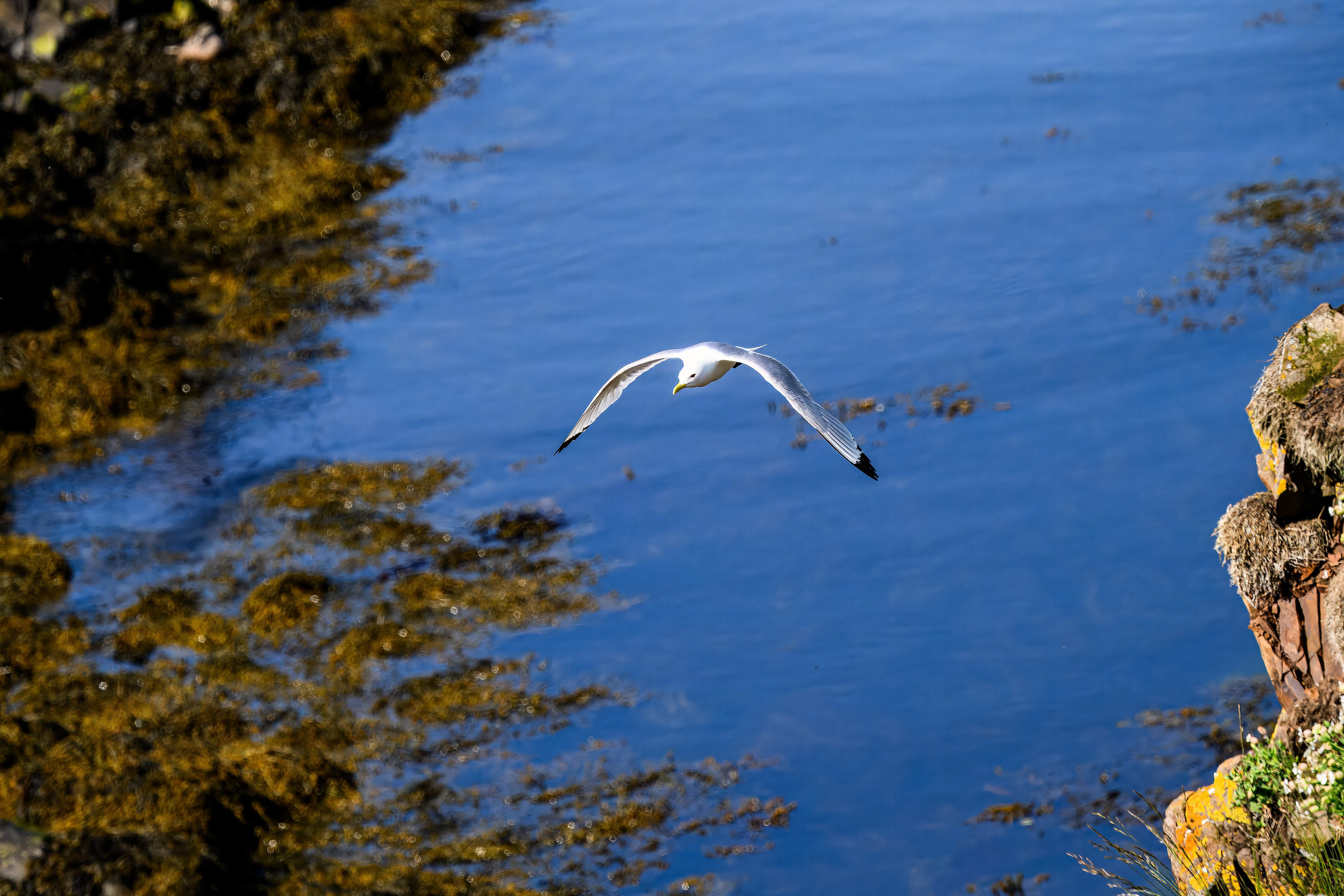 Black-Legged Kittiwake