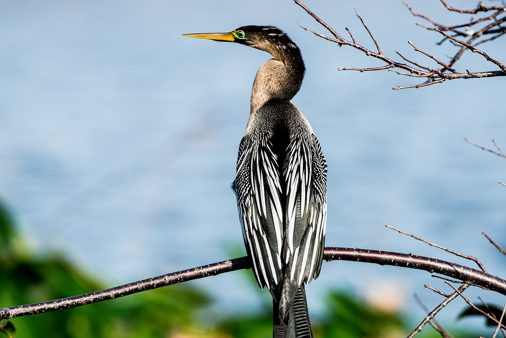 Anhinga