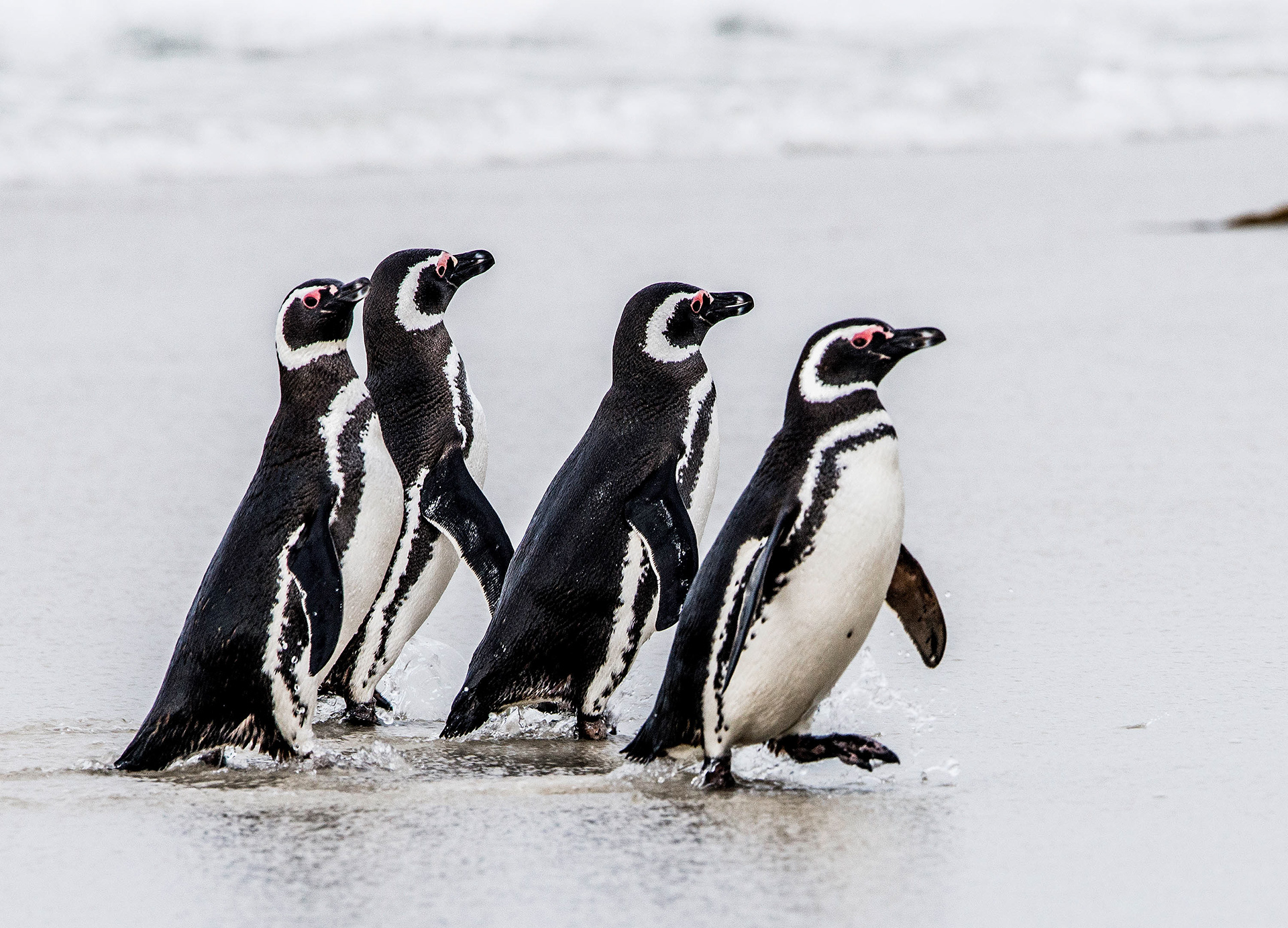 Magellanic Penguin Saunders Island