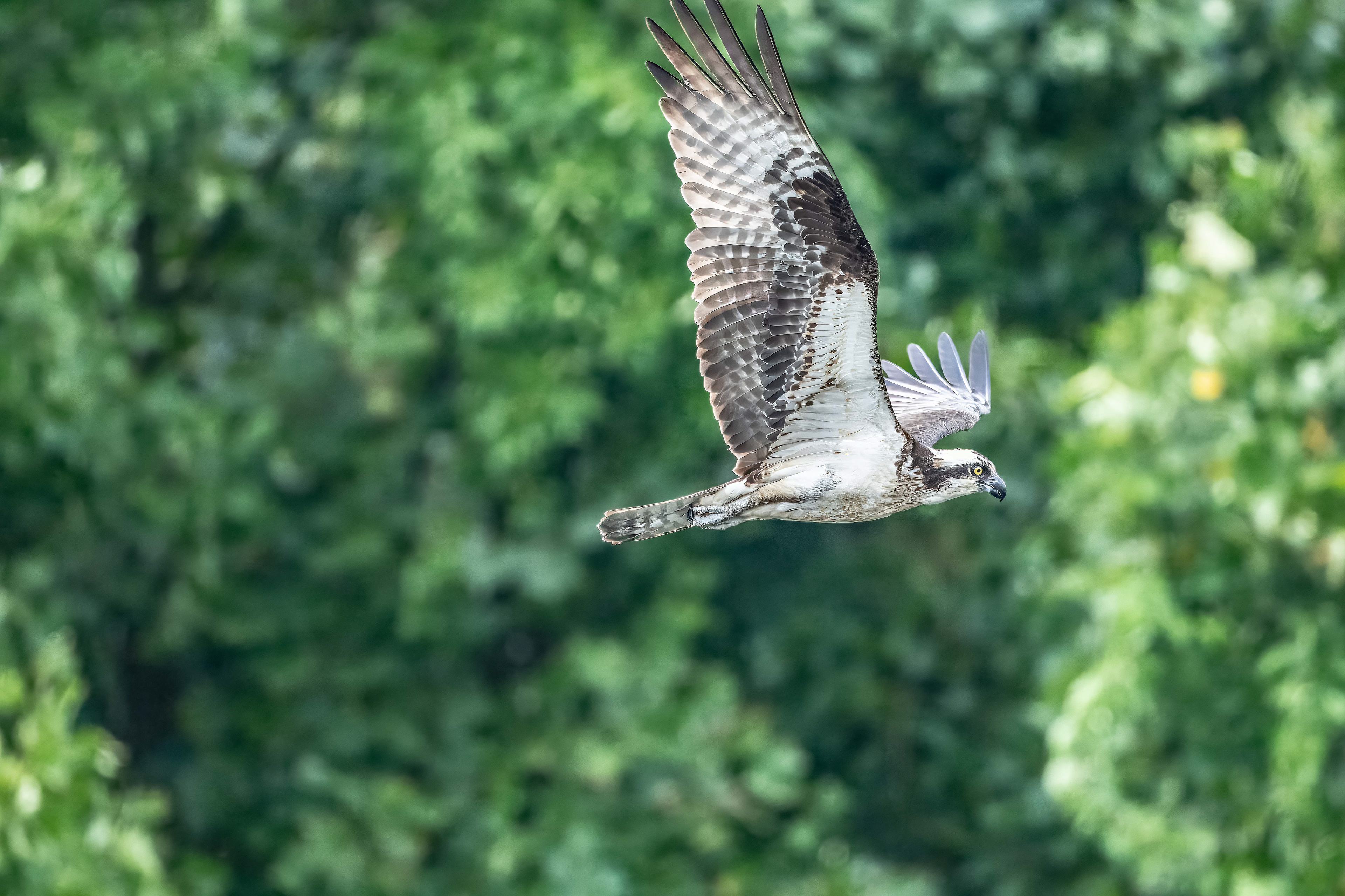 Osprey